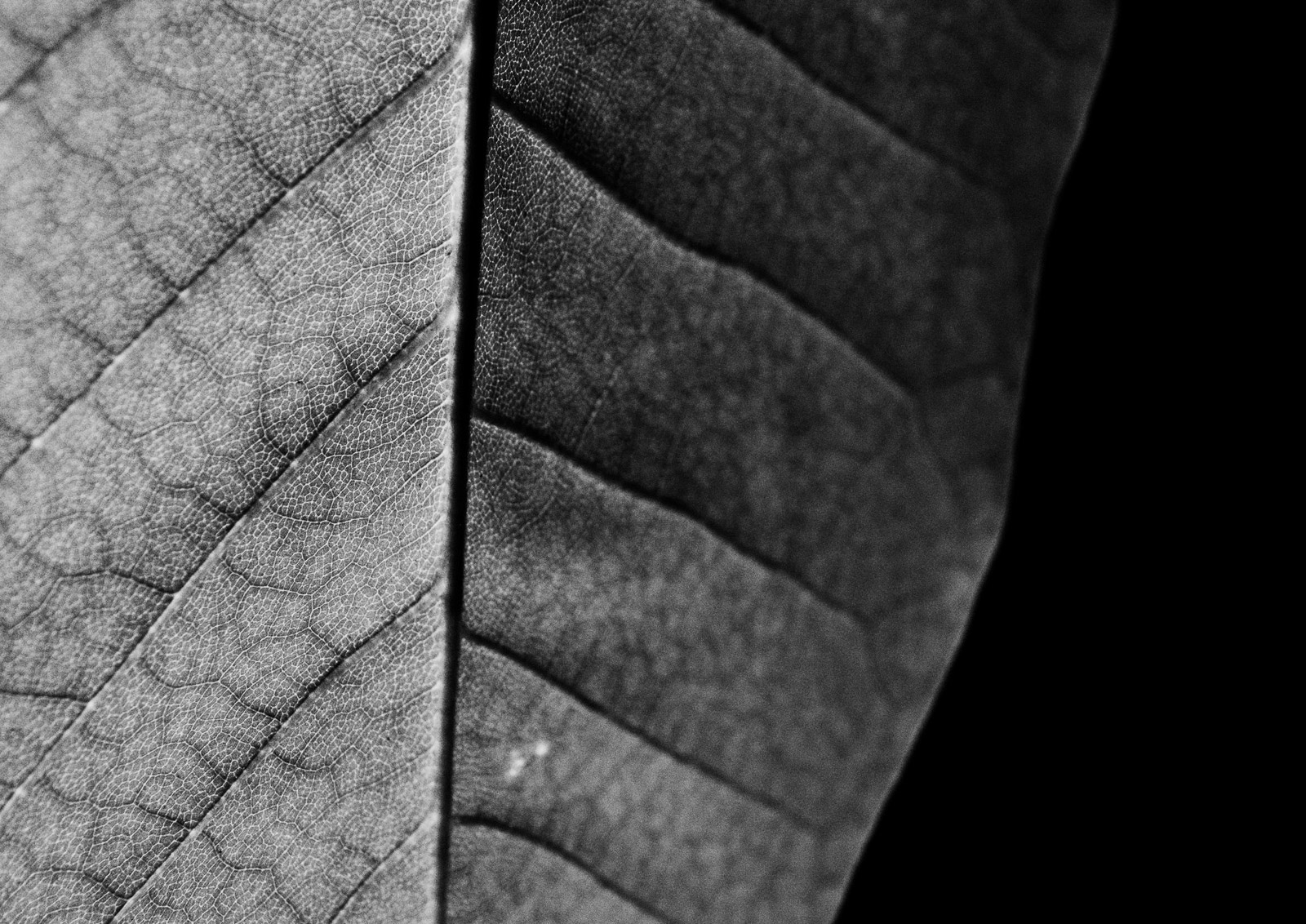 A black and white photo of a leaf.