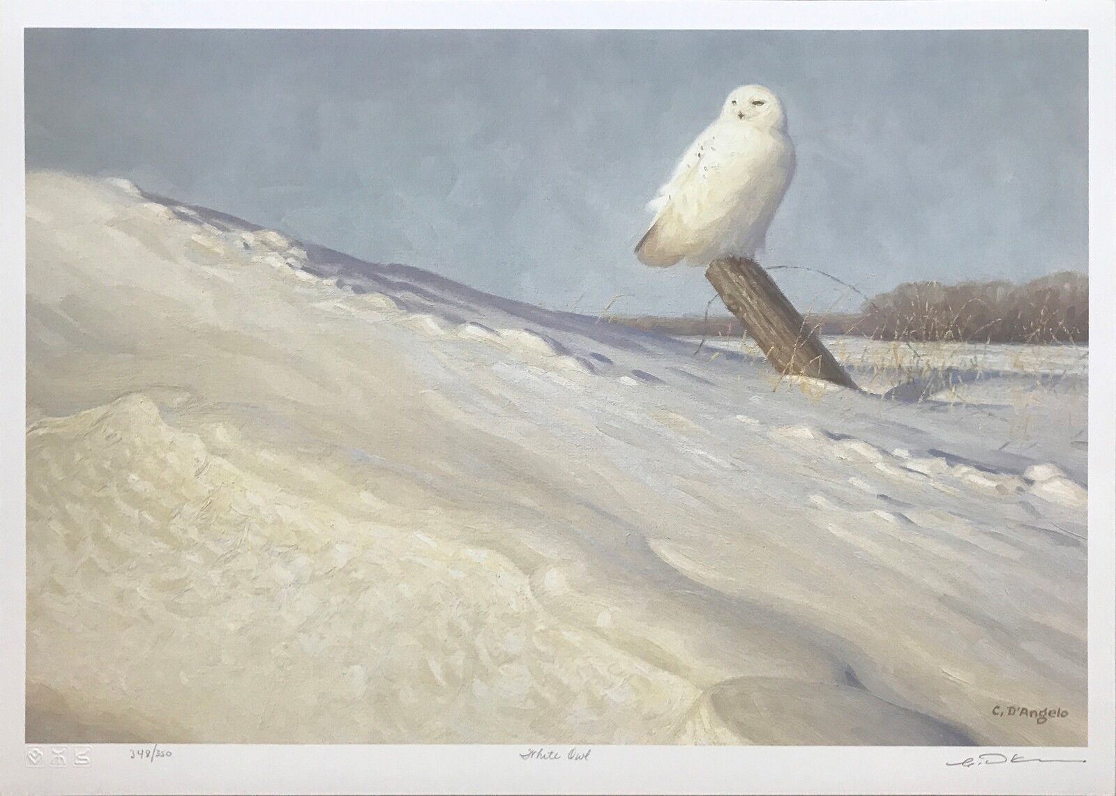 Claudio D'Angelo | WHITE OWL (circa 2000) | MutualArt