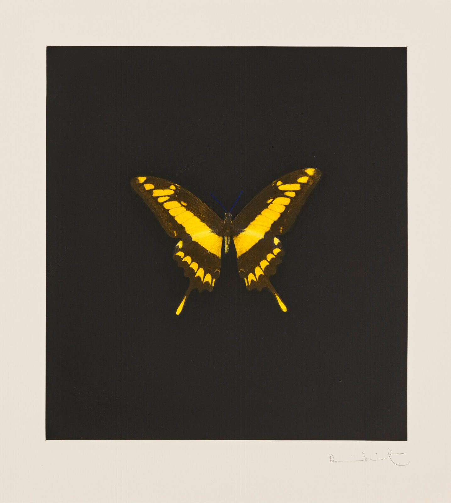 Plate 6, from: The Souls on Jacob's Ladder Take Their Flight by Damien Hirst, 2007