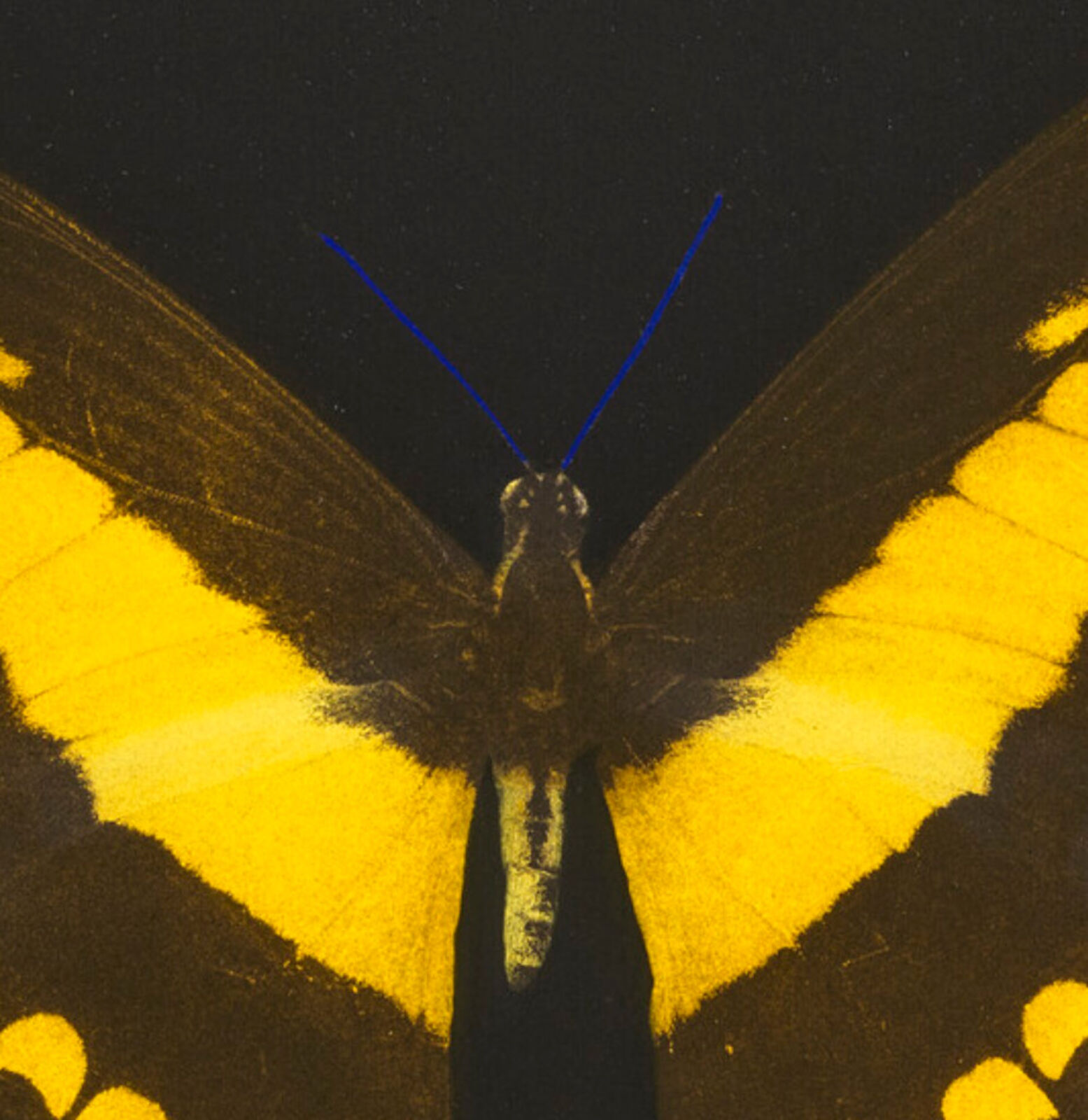 Artwork by Damien Hirst, Plate 6, from: The Souls on Jacob's Ladder Take Their Flight, Made of Aquatint and photogravure in colours on wove paper 