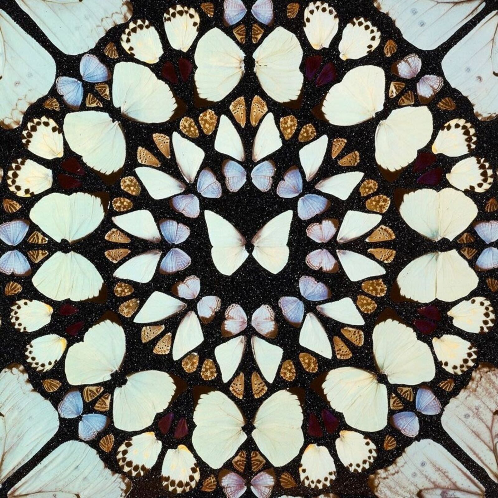 A picture of a circular pattern of butterflies on a white wall.