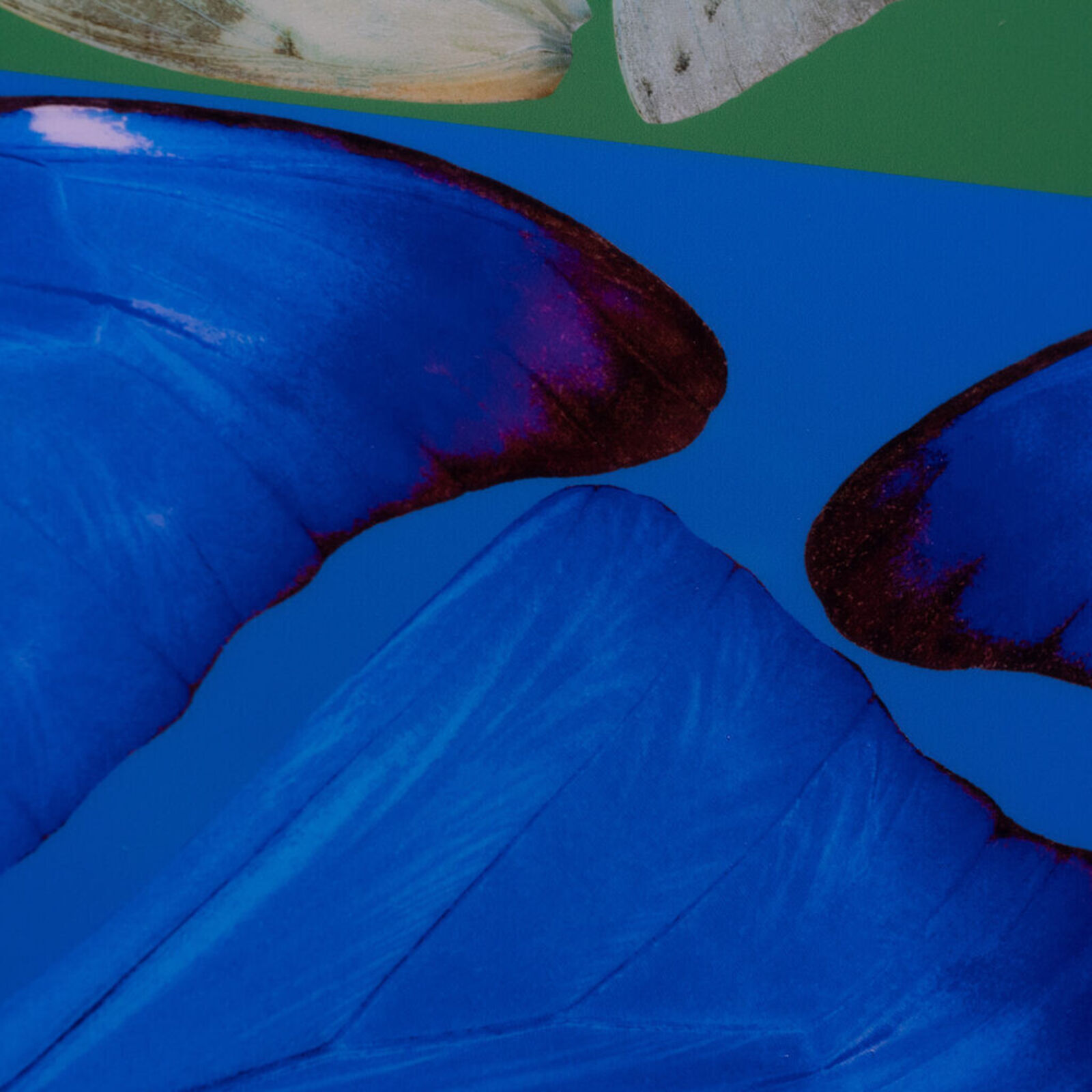 Artwork by Damien Hirst, Butterfly Rainbow (Large), Made of Laminated Giclée print on aluminum composite panel 
