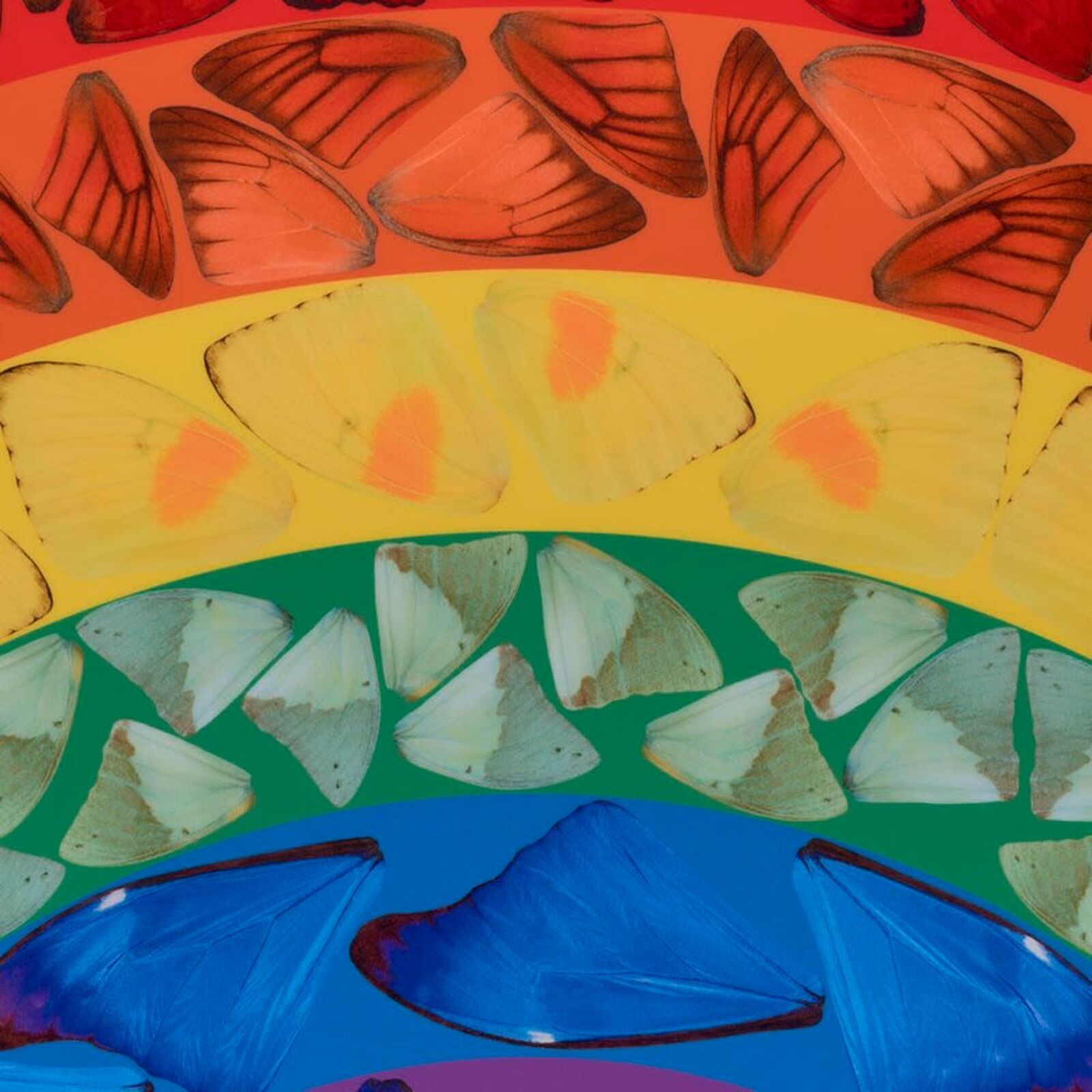 Artwork by Damien Hirst, Butterfly Rainbow (Small), Made of Laminated Giclée print on aluminum composite panel 