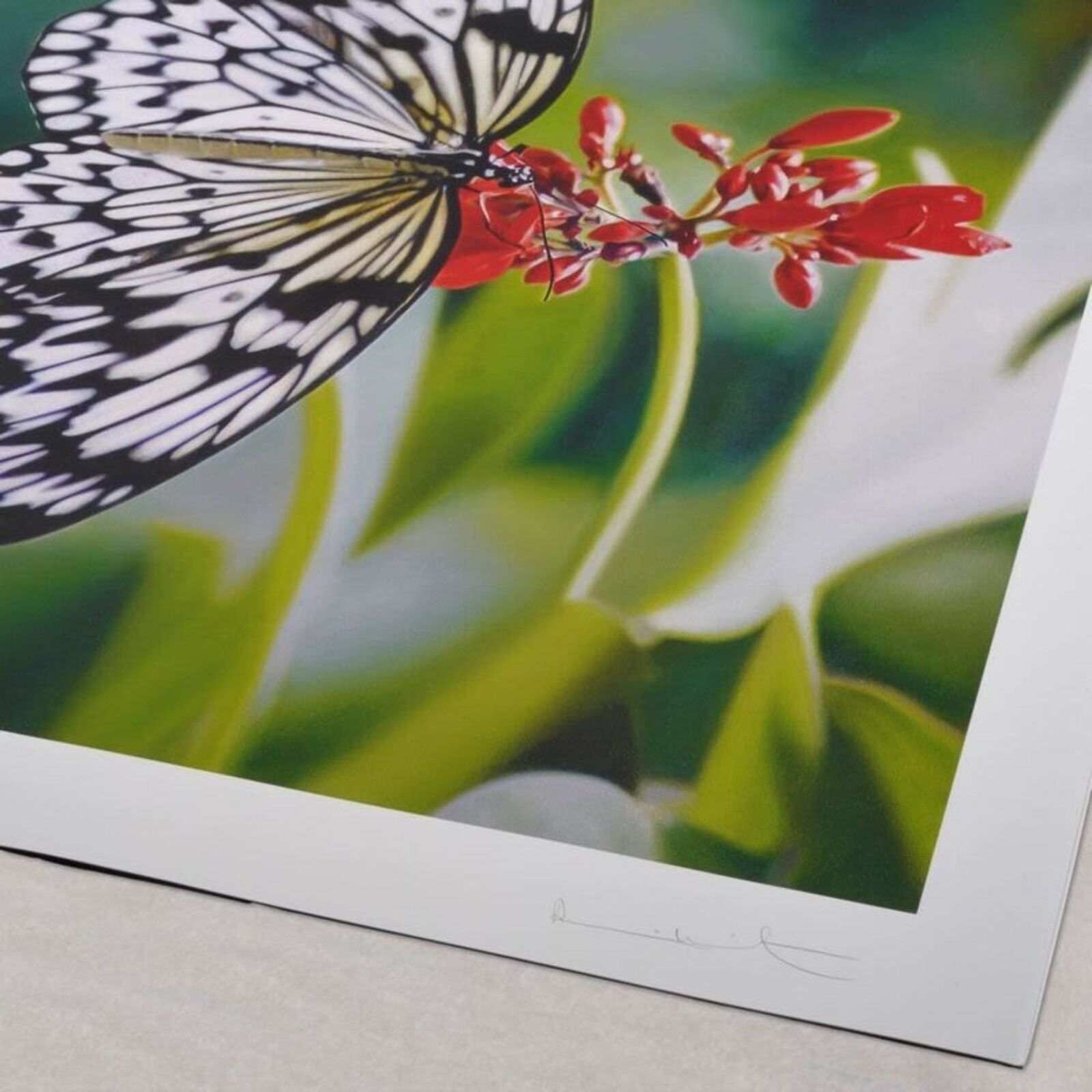 A framed photograph of a white butterfly with black markings resting on red flowers.