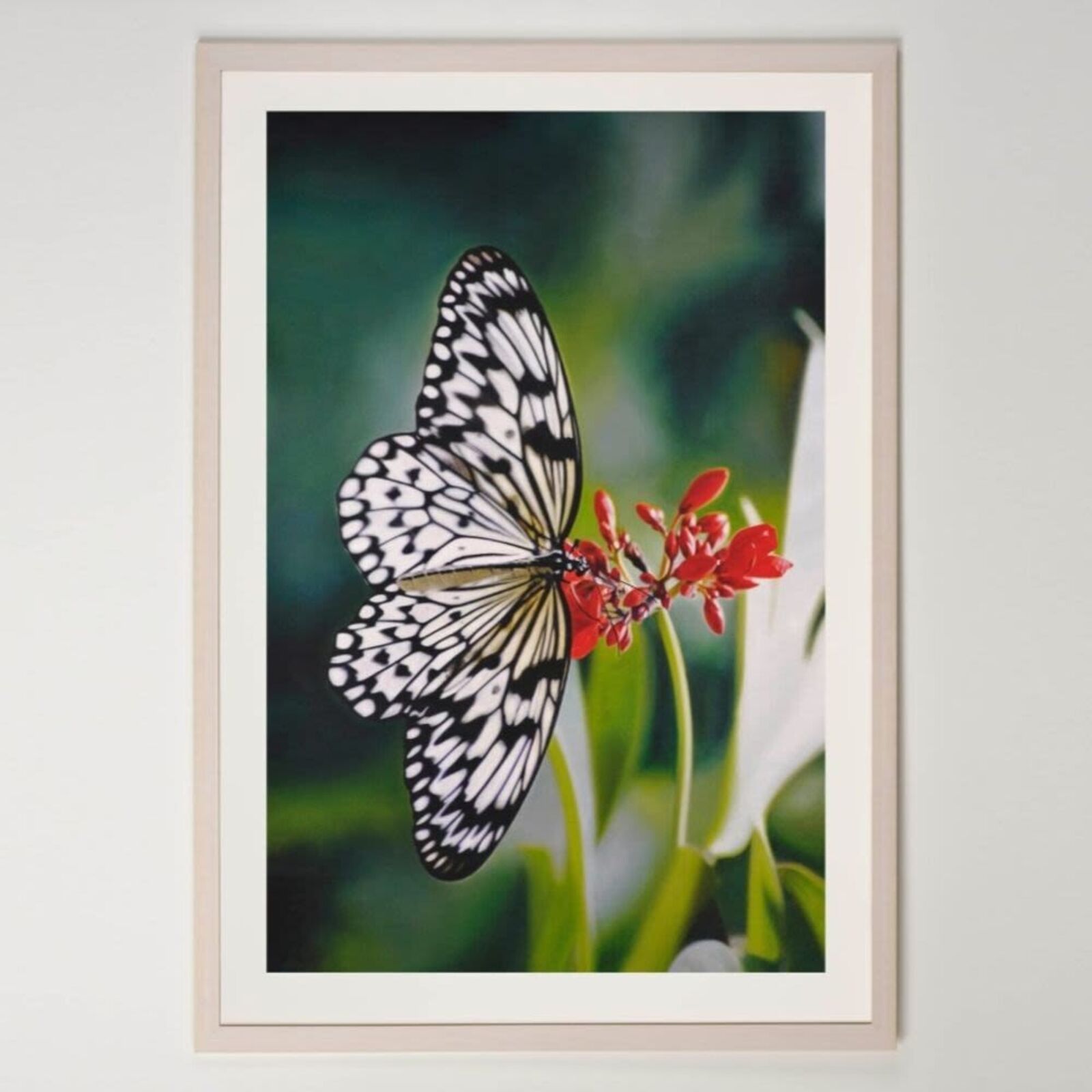 A framed photograph of a white butterfly with black markings resting on red flowers.