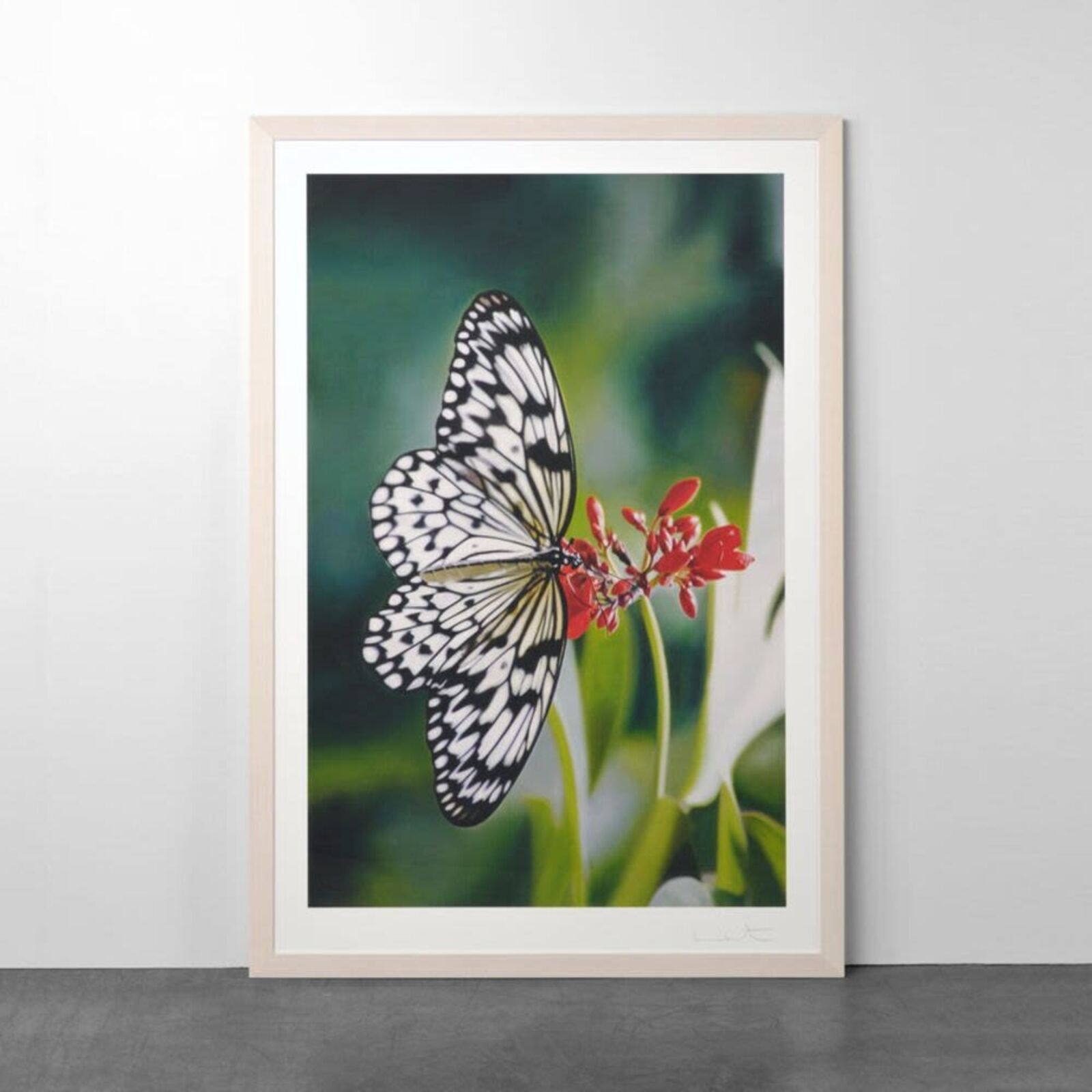 A framed photograph of a white butterfly with black markings resting on red flowers.