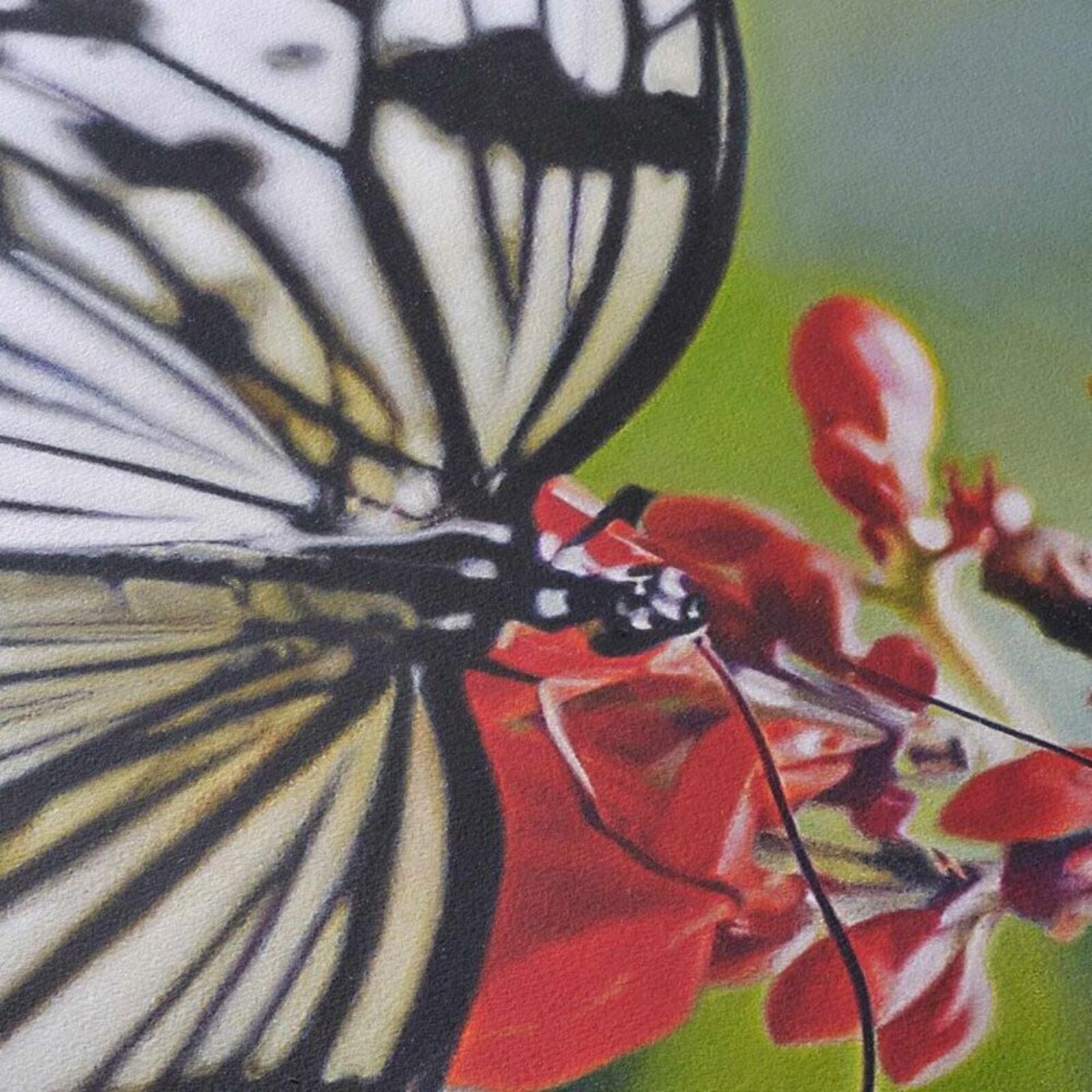 A framed photograph of a white butterfly with black markings resting on red flowers.