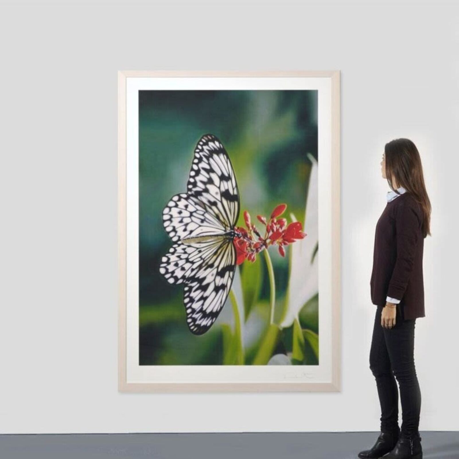 A framed photograph of a white butterfly with black markings resting on red flowers.