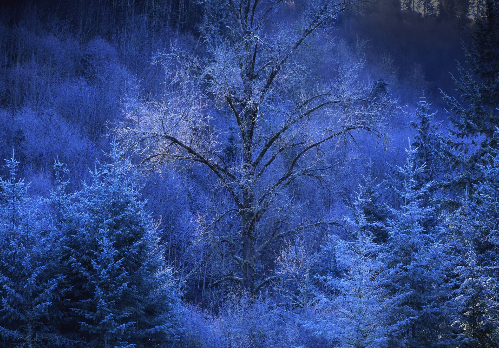 Black Walnut in Frost, Oregon