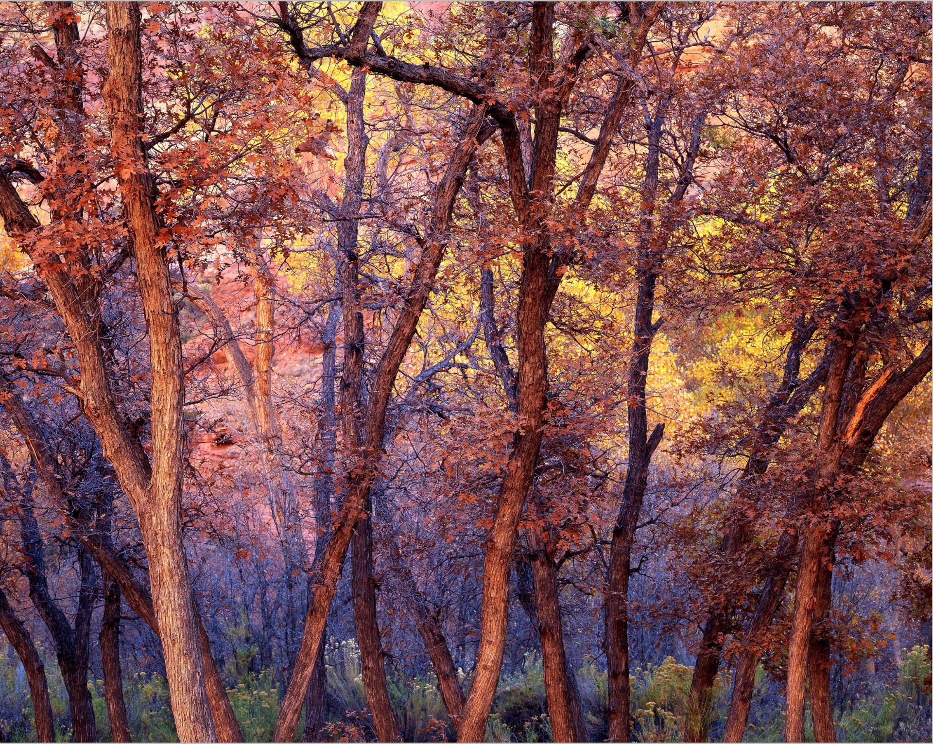 A group of trees that are in the woods.
