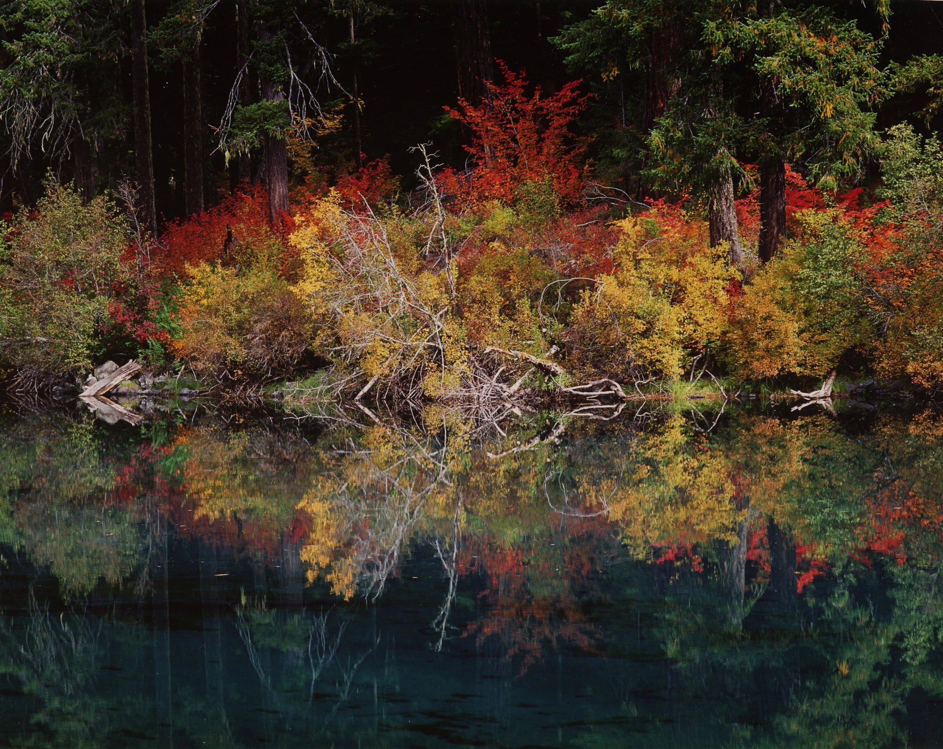 A group of trees that are reflected in the water.