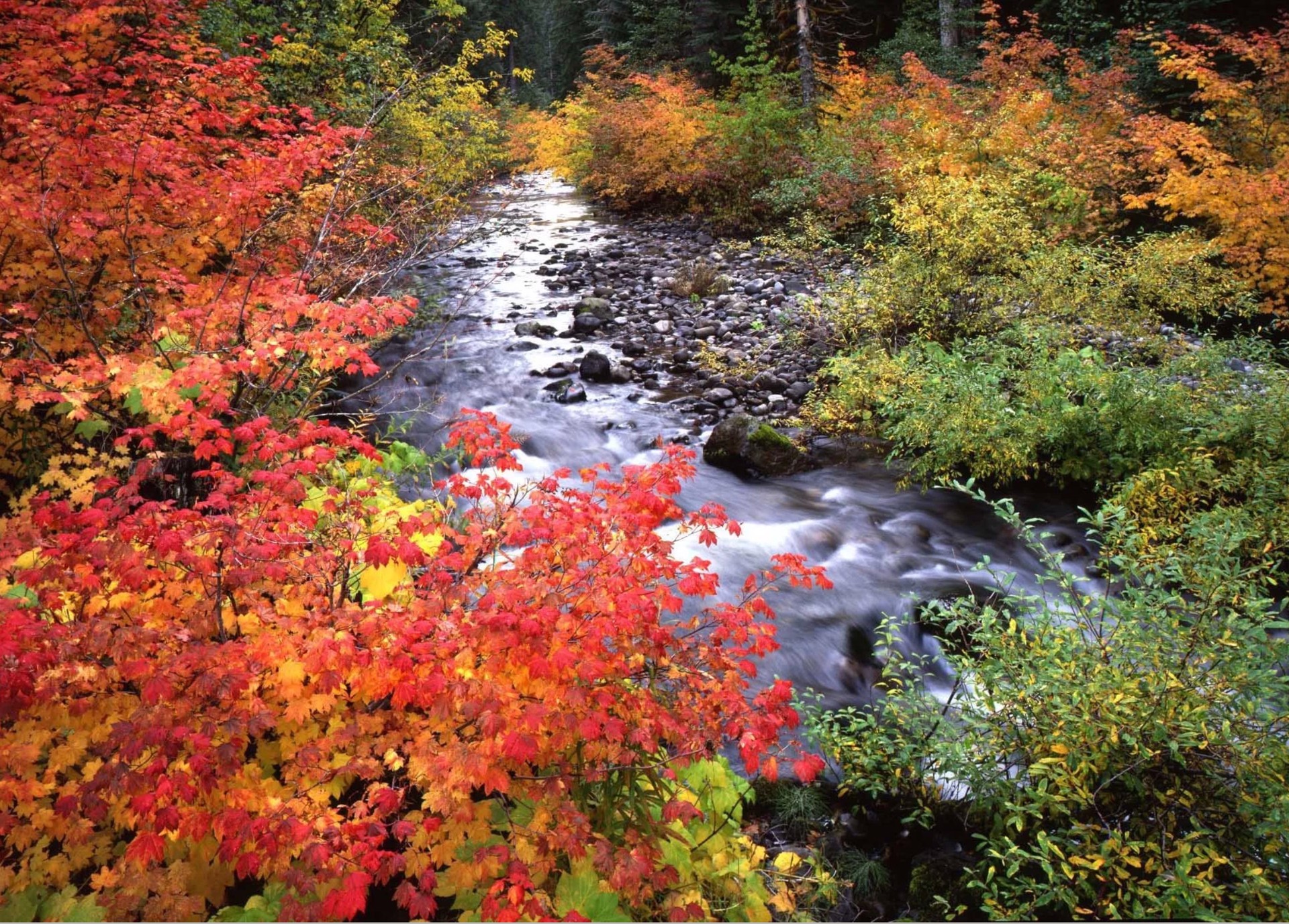 A stream running through a forest filled with colorful trees.