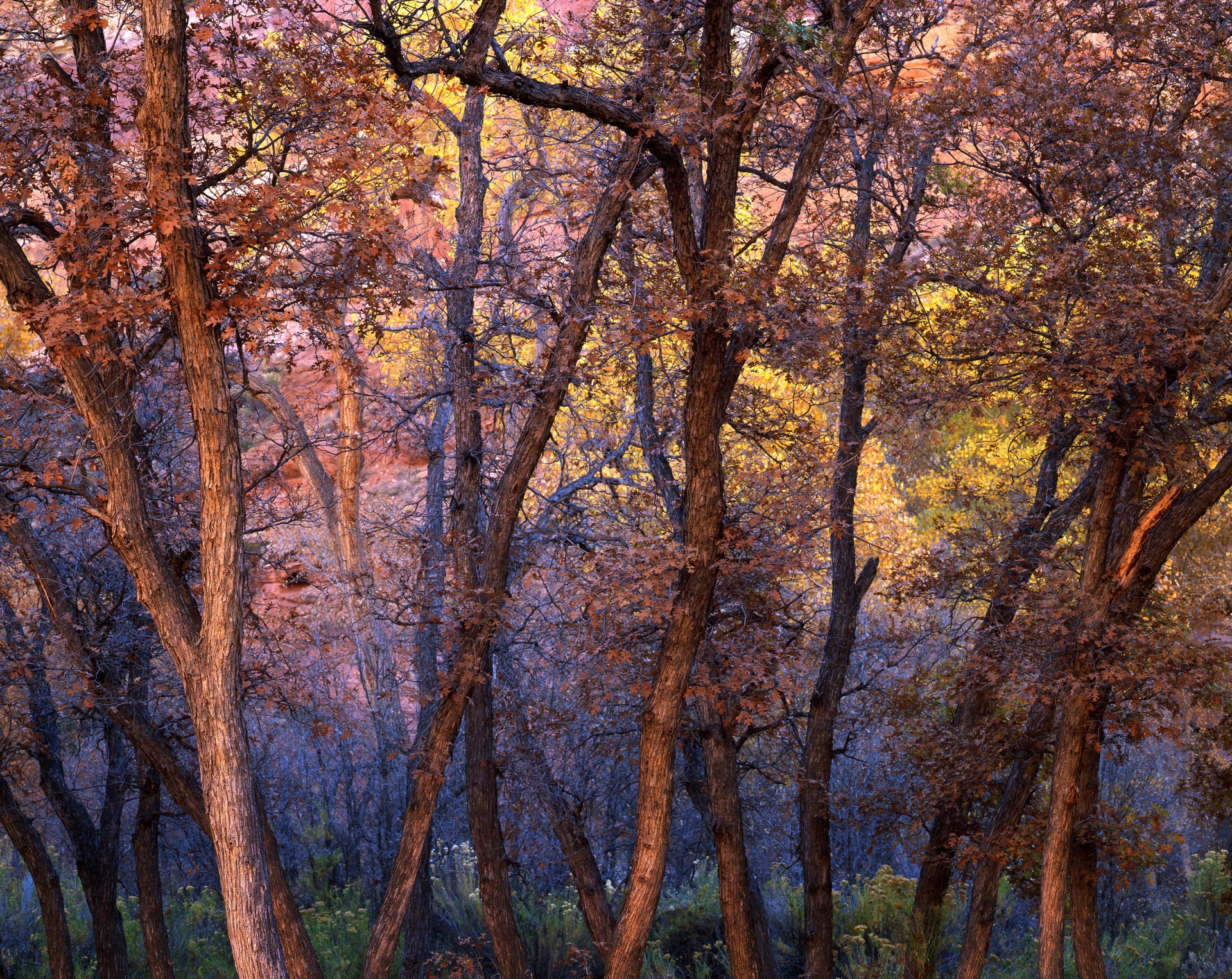 A group of trees that are in the woods.