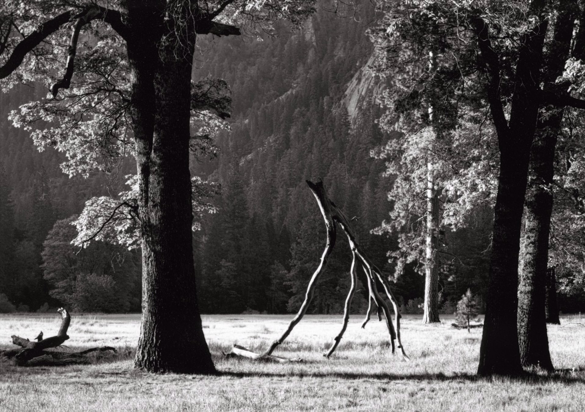 A black and white photo of trees in a field.