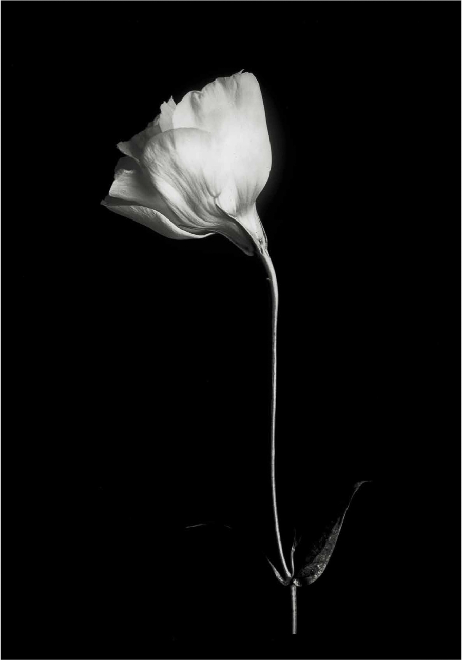 A single white flower on a black background.