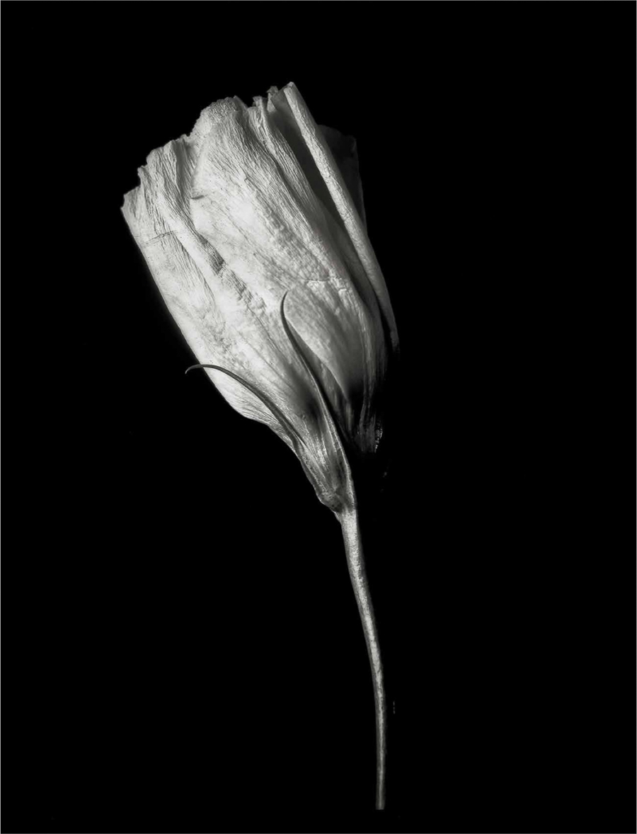 A single white flower on a black background.