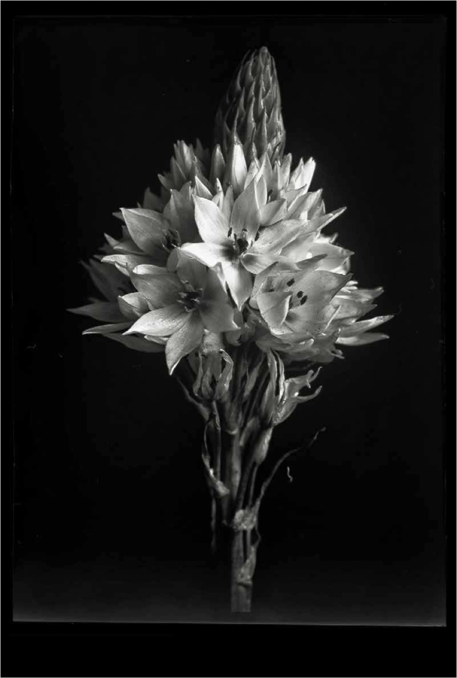 A black and white photo of a flower on a stem.