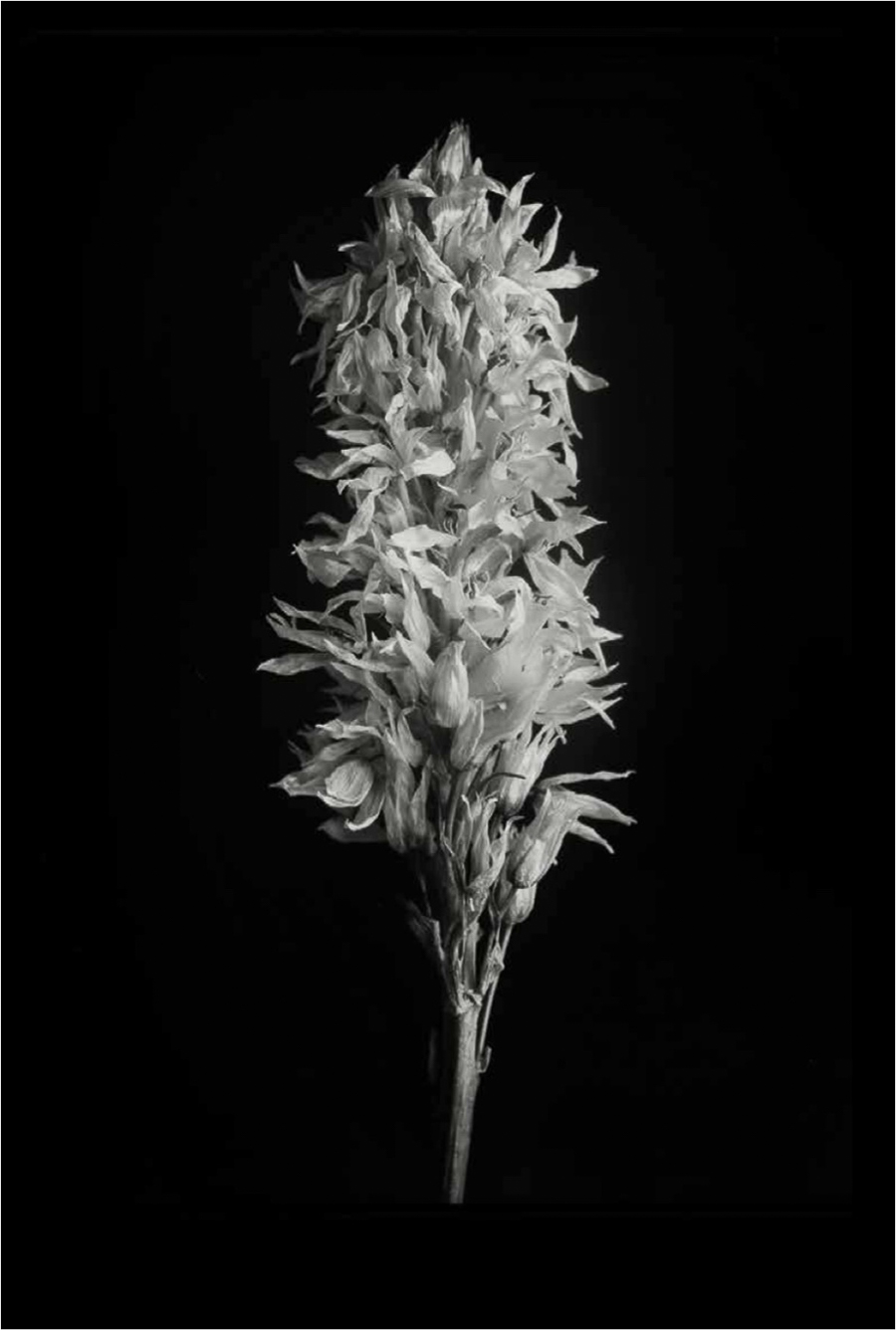 Narraciones de la Imperfeccíon #6