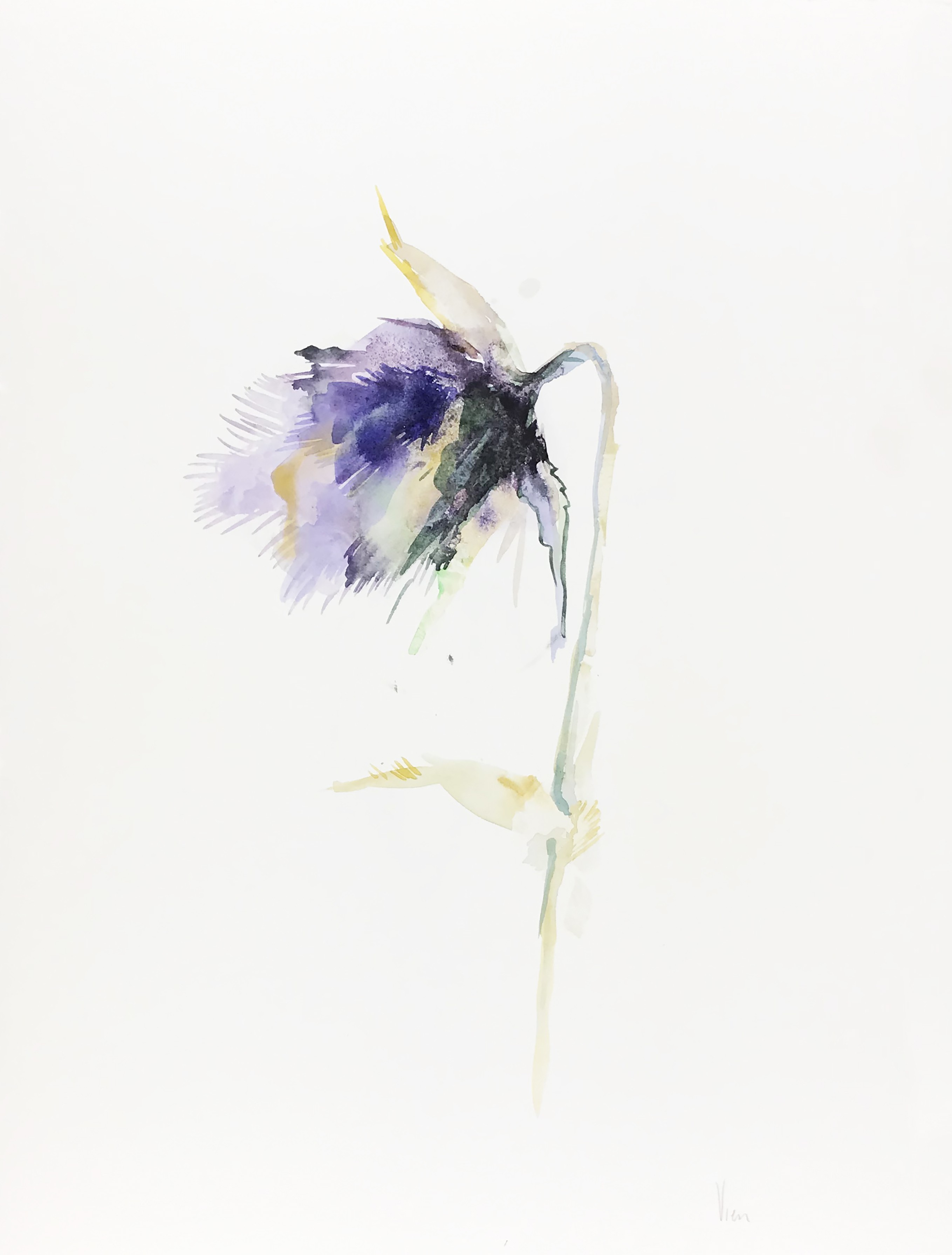 A watercolor painting of a purple flower on a white background.