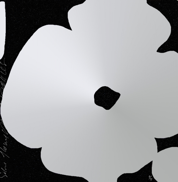 A white flower on a black background. 