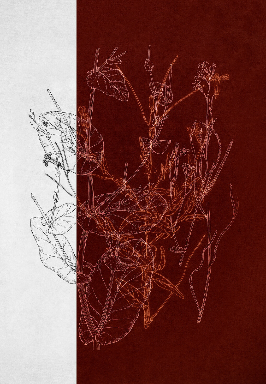 A drawing of a plant on a red and white background.