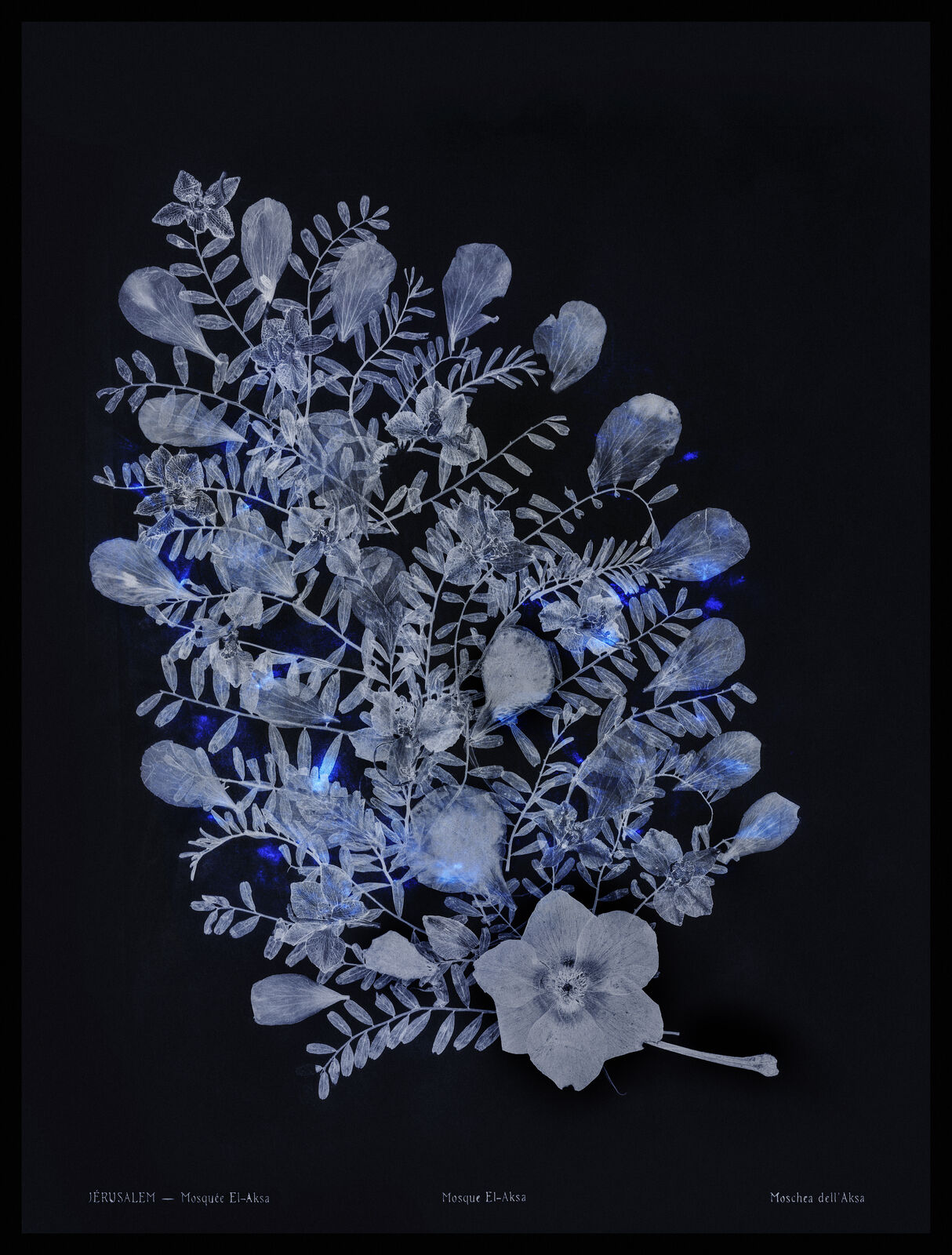 Lilies of the field #4, Jerusalem, Mosquae El-Aksa (1) by Dor Guez, 2019