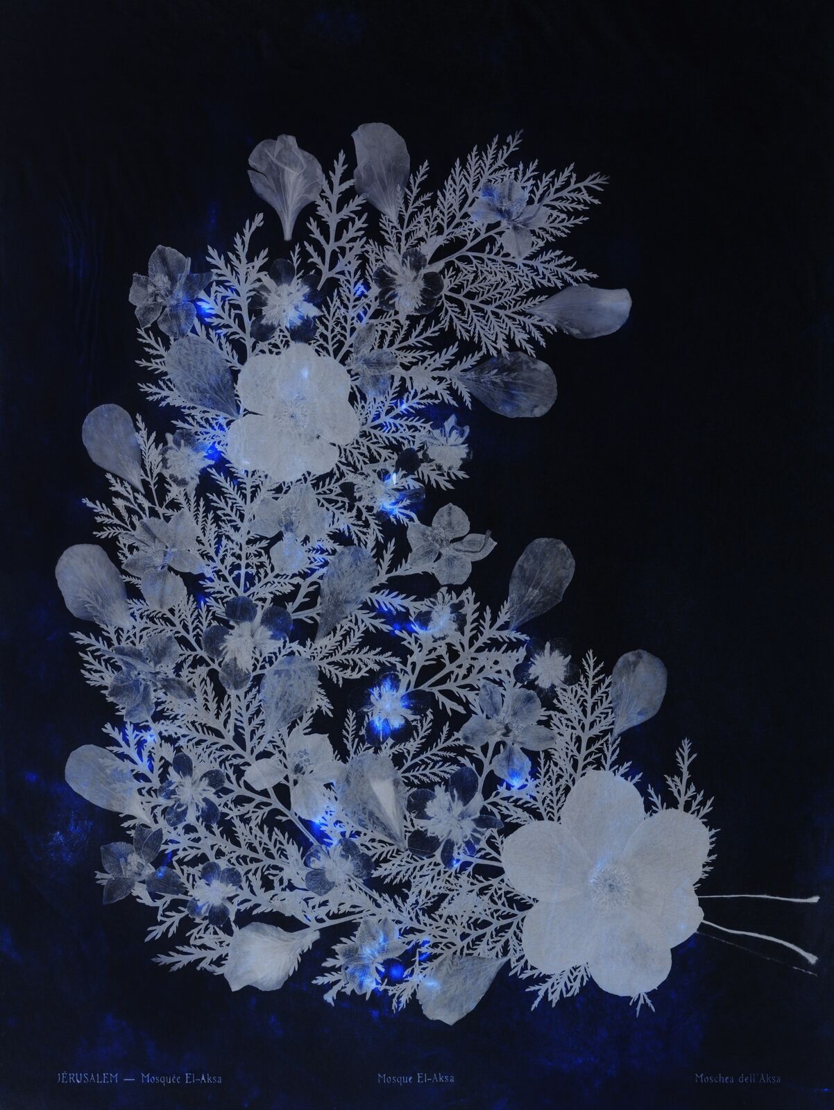 A blue and white floral arrangement on a black background.
