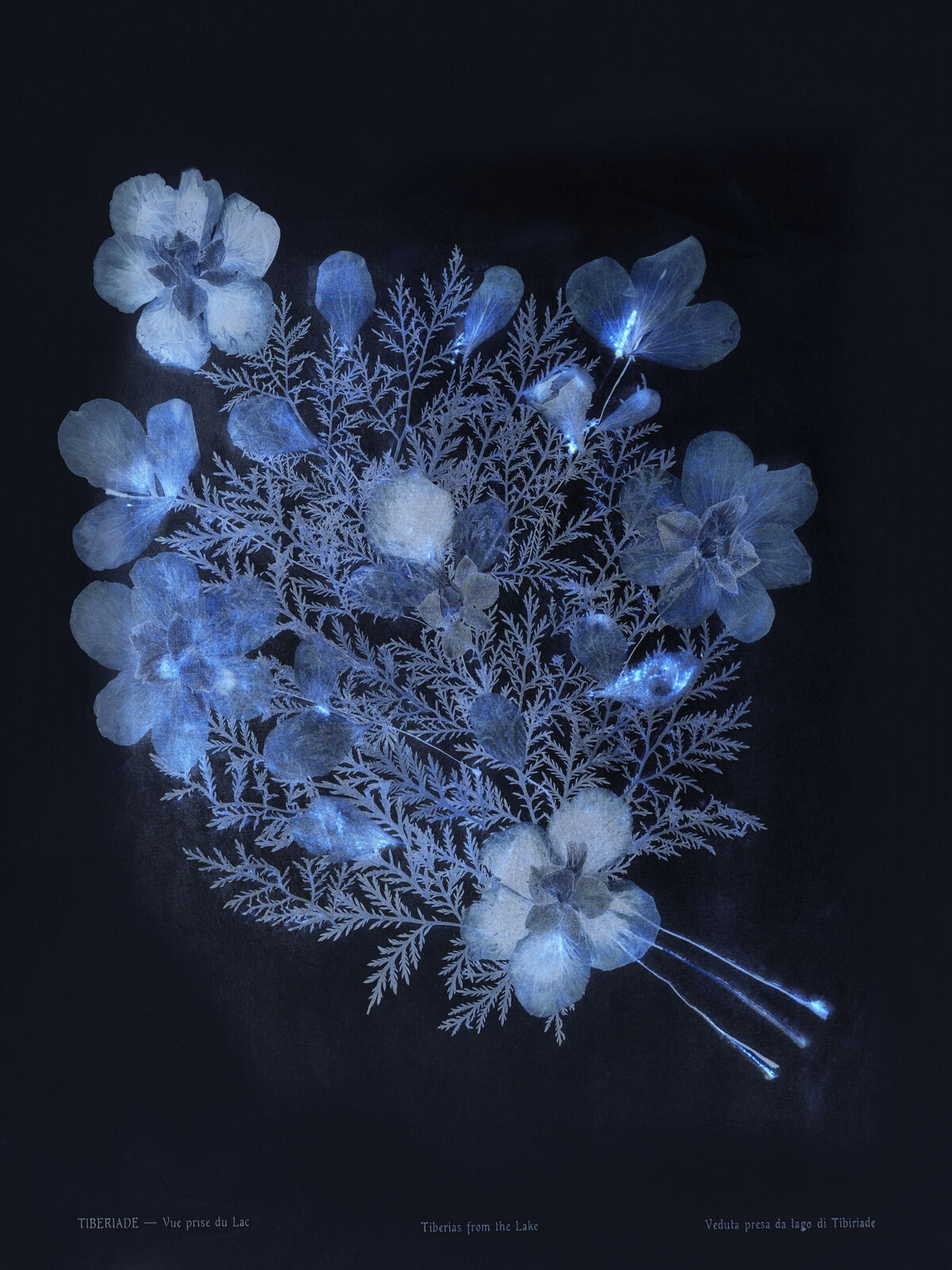 A bunch of blue flowers on a black background.