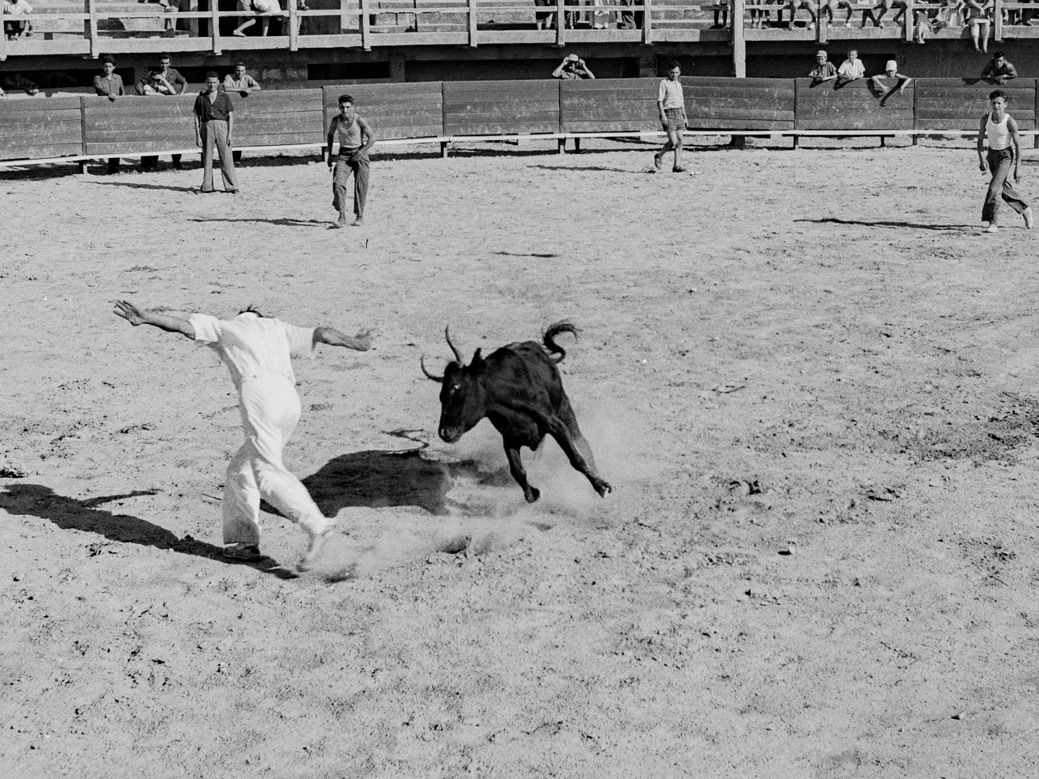 A man in a white shirt is running with a bull in a bullfight.