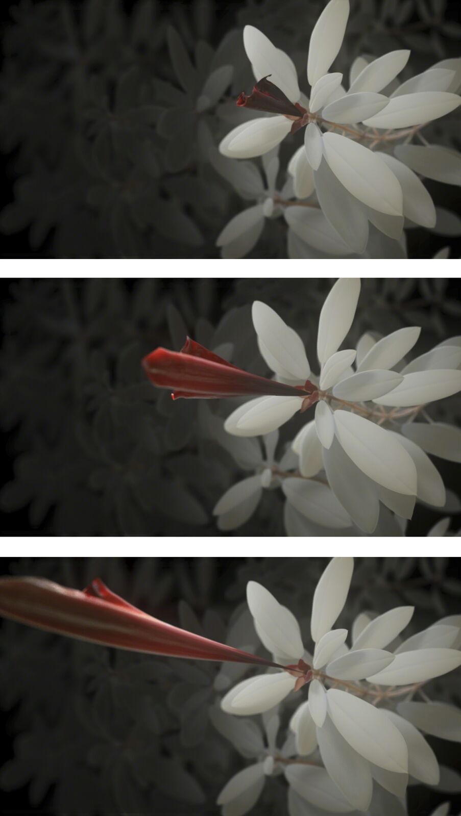 A close up of a white flower with a red stem.
