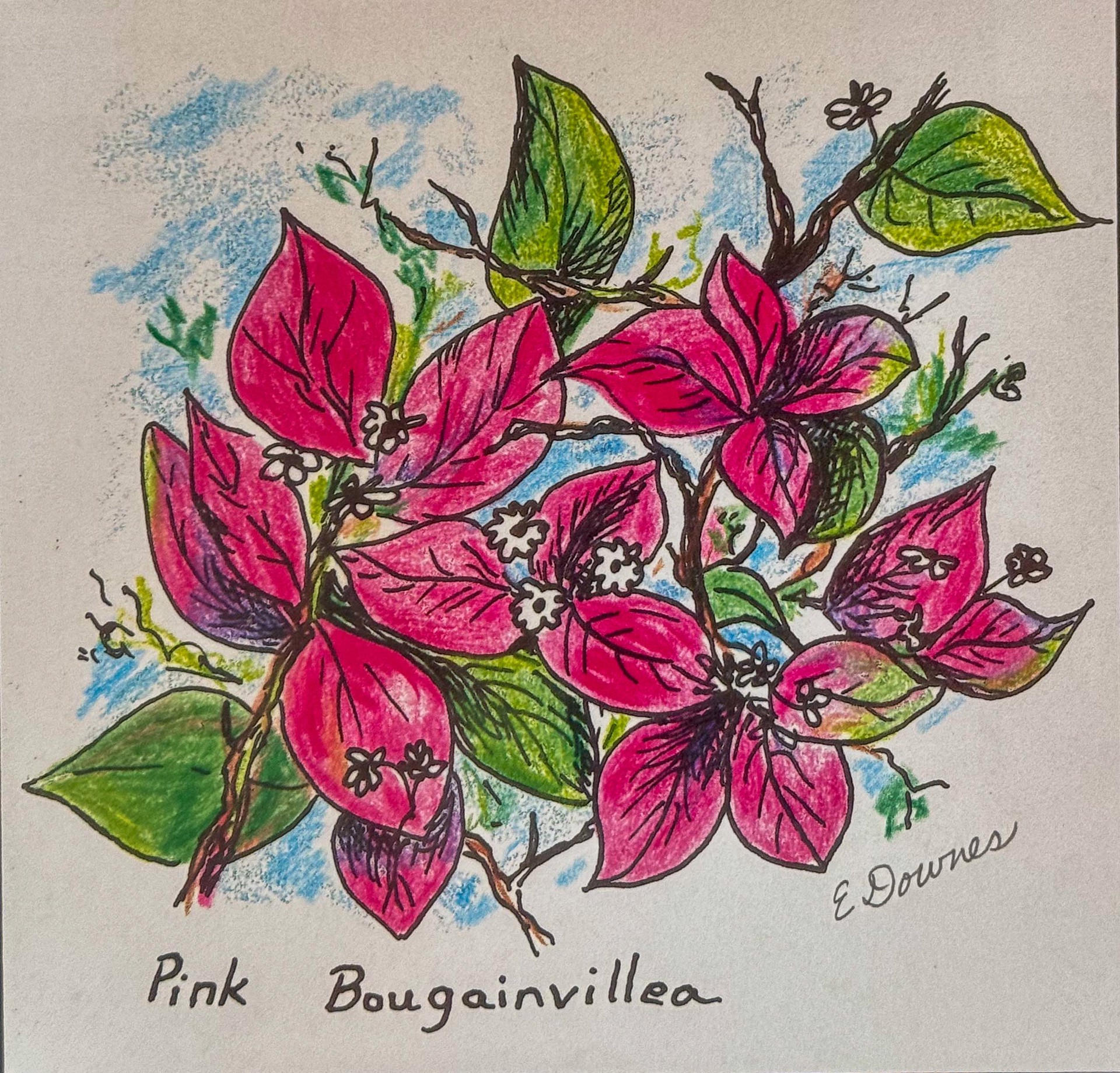 Tropical Treasures Preparatory Sketch #7 by Eileen Downes, 2025