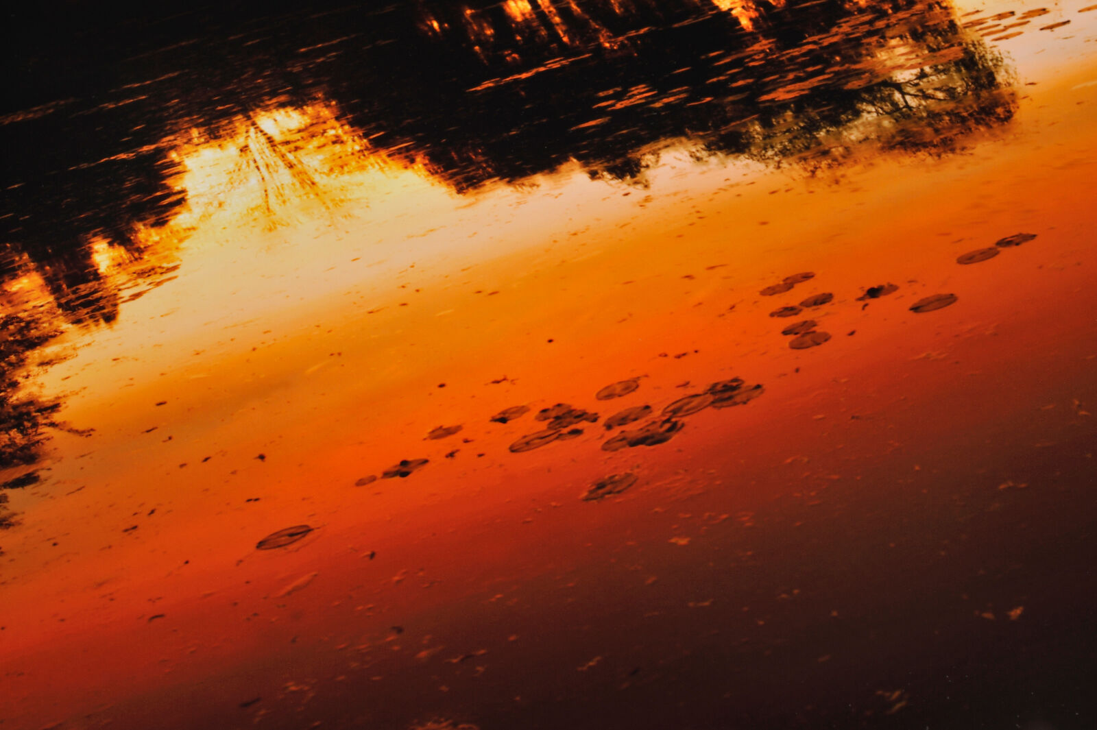 Artwork by Elger Esser, Nocturnes à Giverny, Made of C-Print 