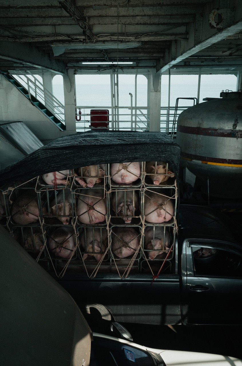 A car with a bunch of pigs in the back of it.