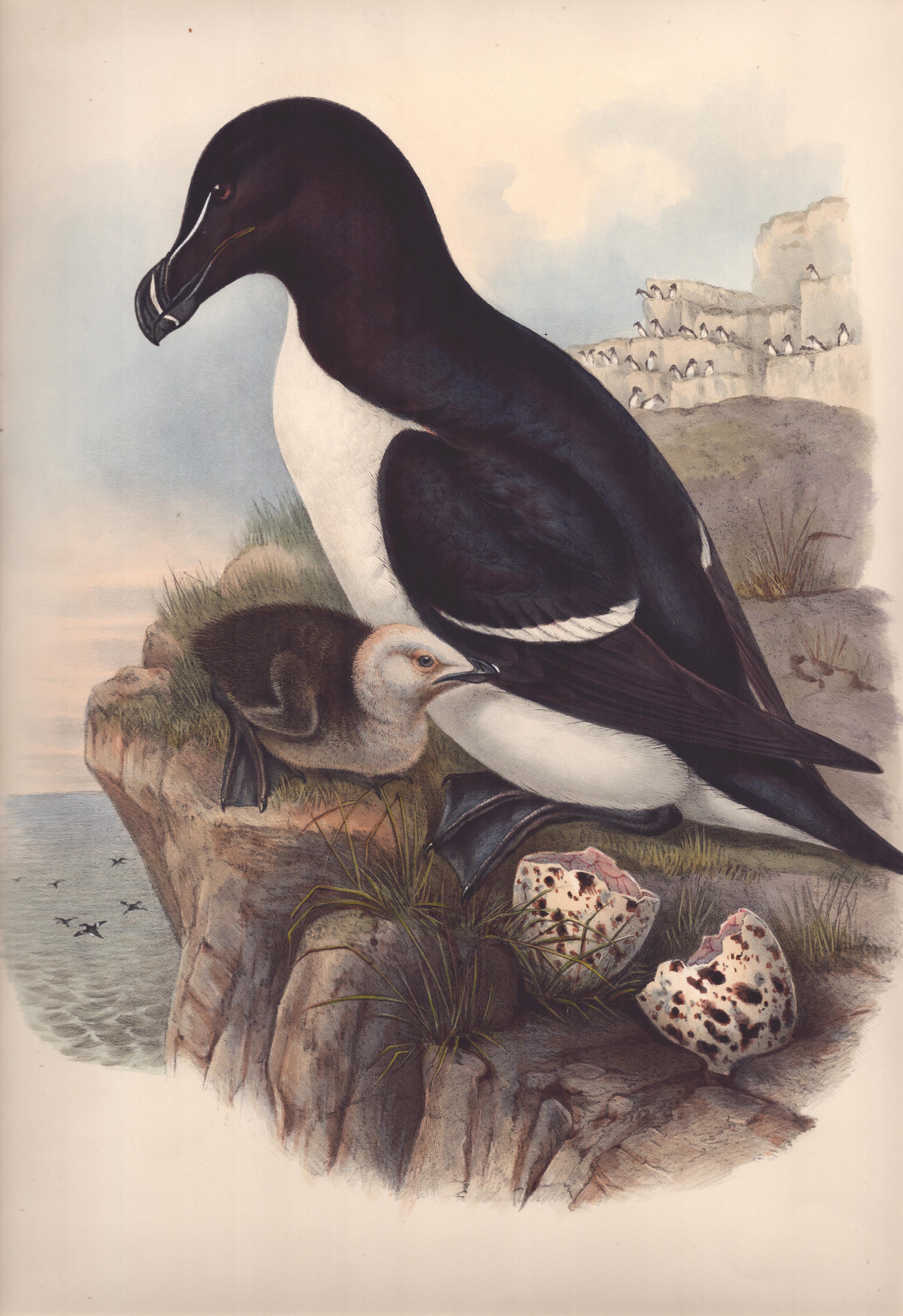 Alca Torda - Razorbill - (Birds Europe) by John Gould, 1832-1837