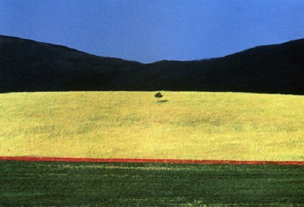 A lone tree in the middle of a field of yellow grass.