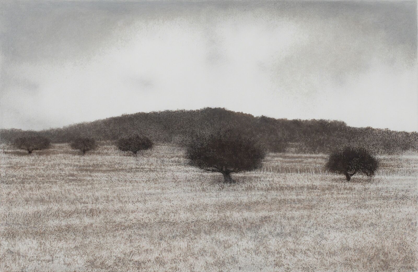 Olive Grove by George Tzannes, 2010