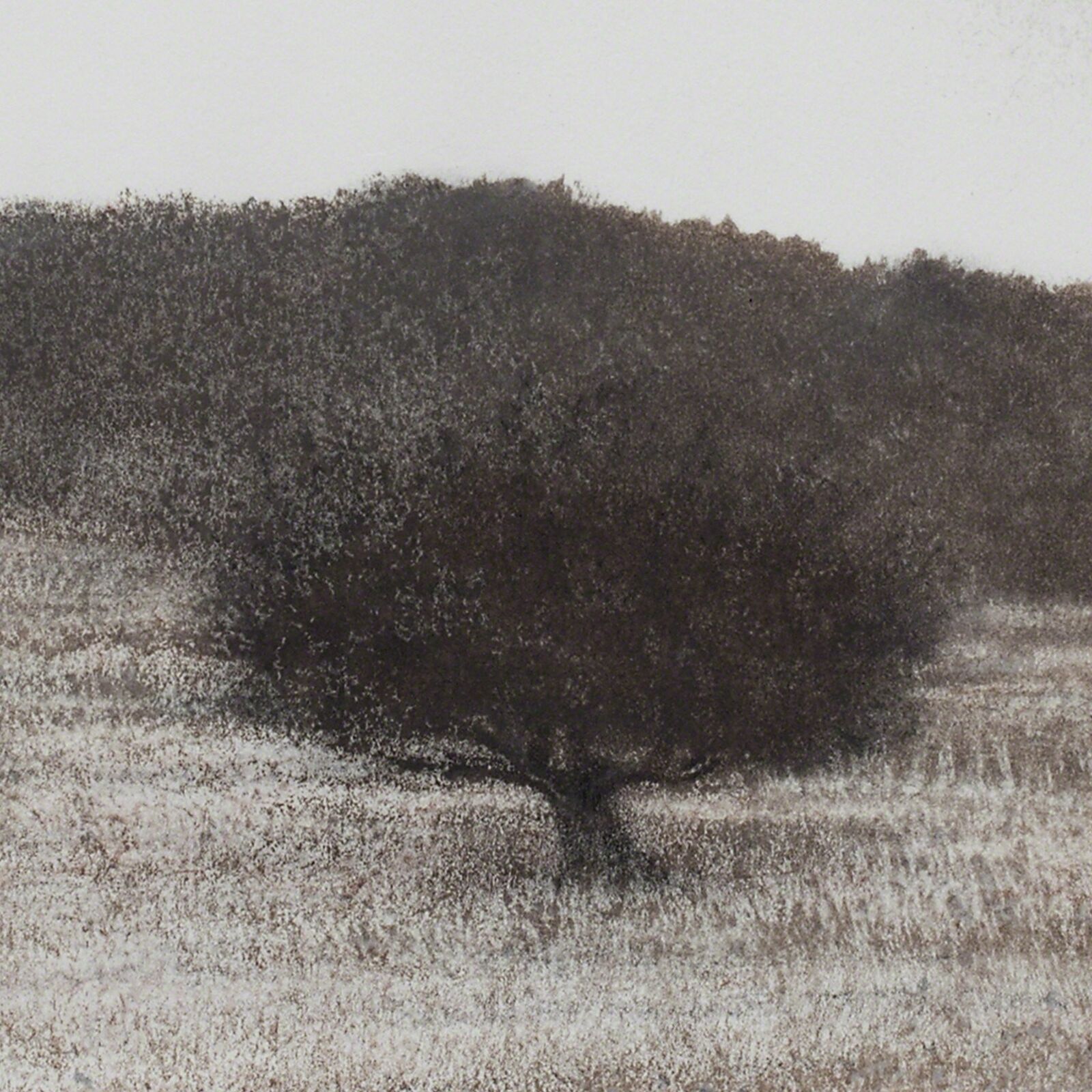 Artwork by George Tzannes, Olive Grove, Made of Monotype on Archival Paper 