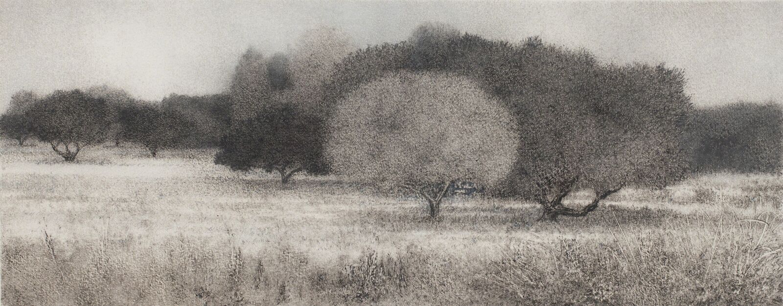 Olive Grove by George Tzannes, 2010