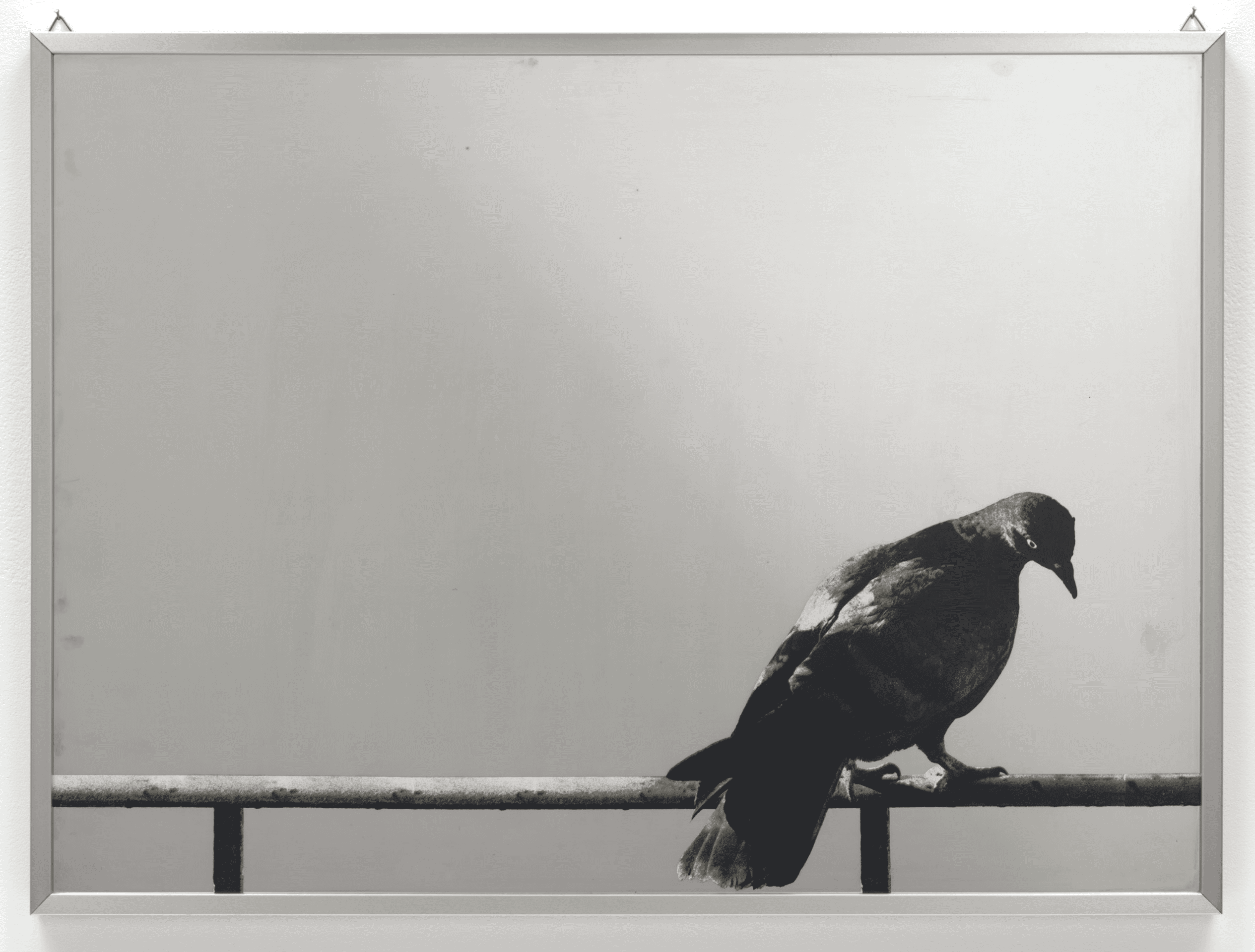 Colomba (Hommage à Picasso) by Michelangelo Pistoletto, 1973
