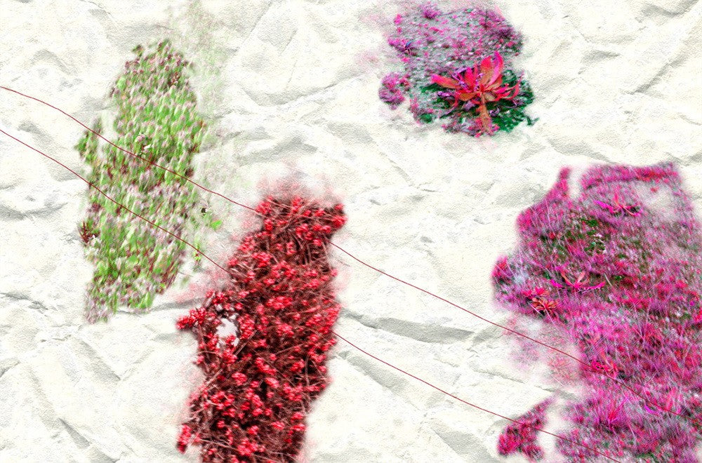 A piece of paper with a bunch of flowers on it.