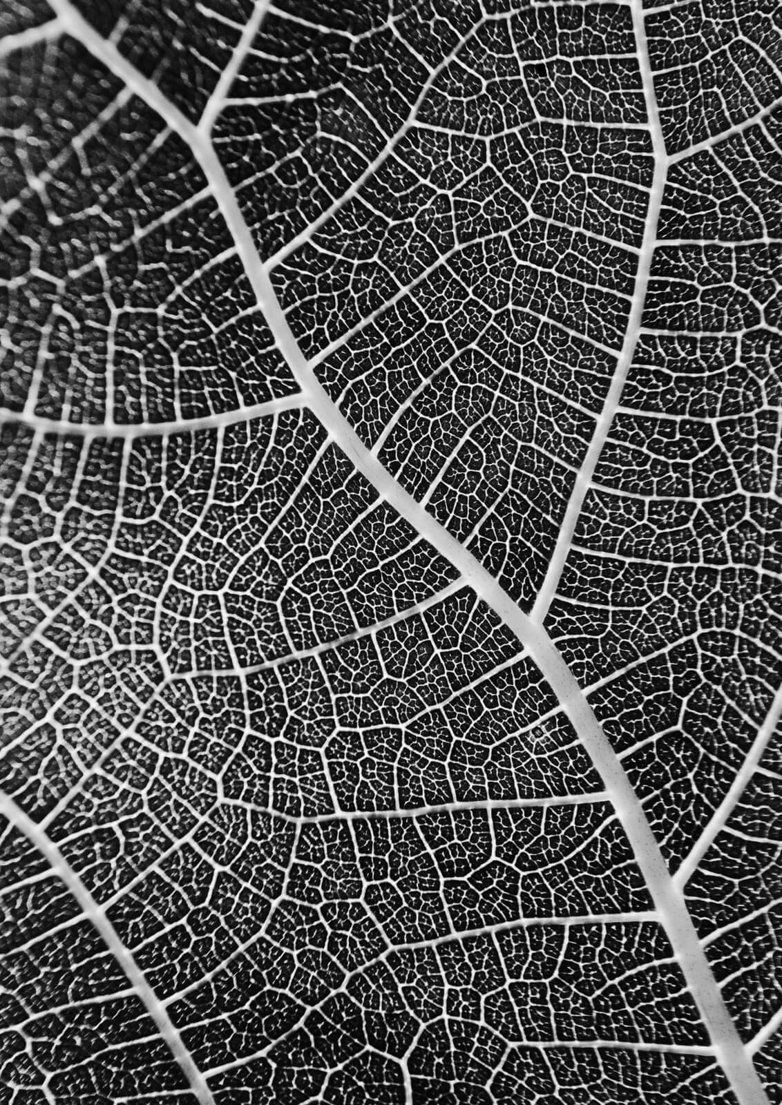 Leaf Veins II by Charles Brabin, 2016