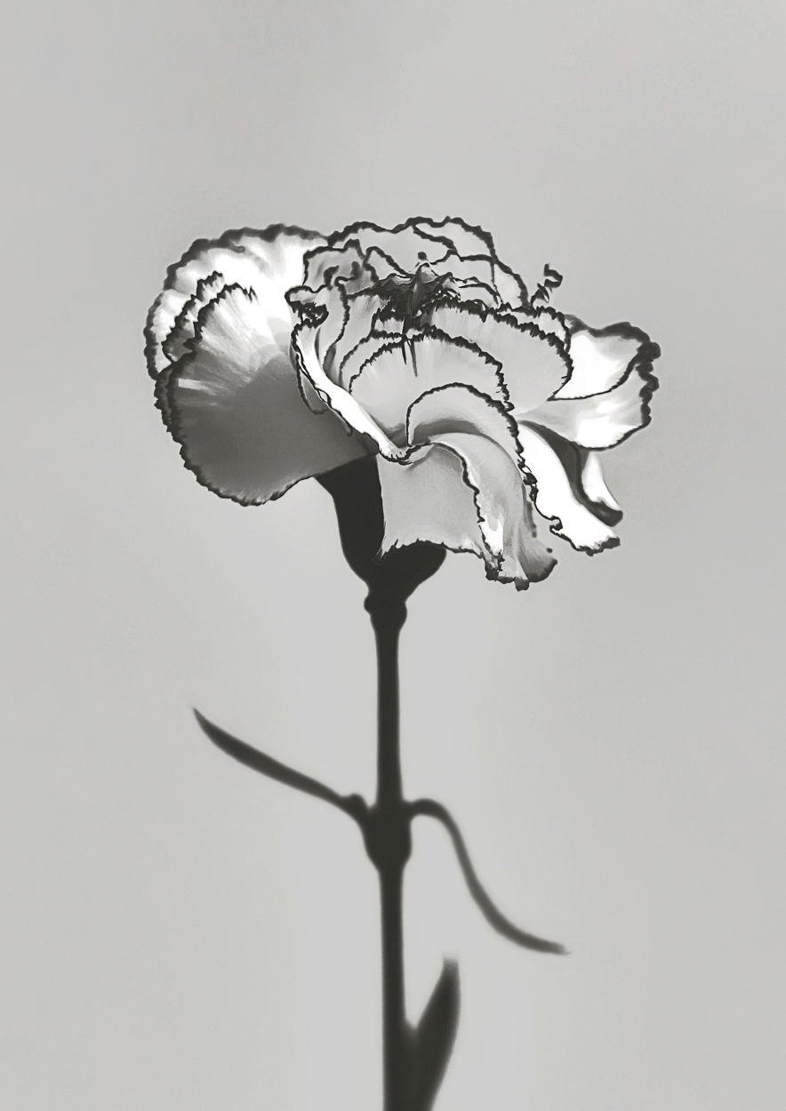 Dianthus Caryophyllus by Griselda Duch, 2020
