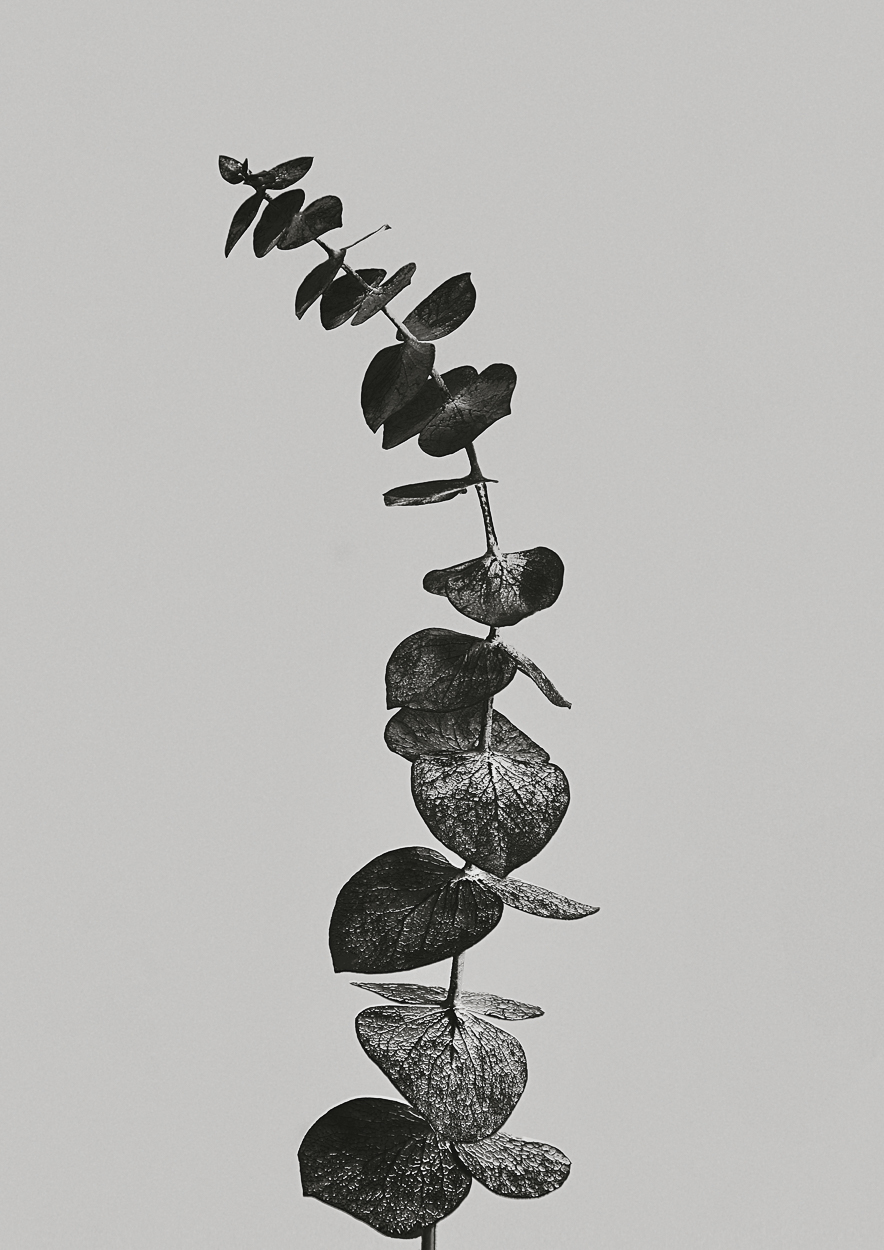 A black and white photo of a plant with leaves.