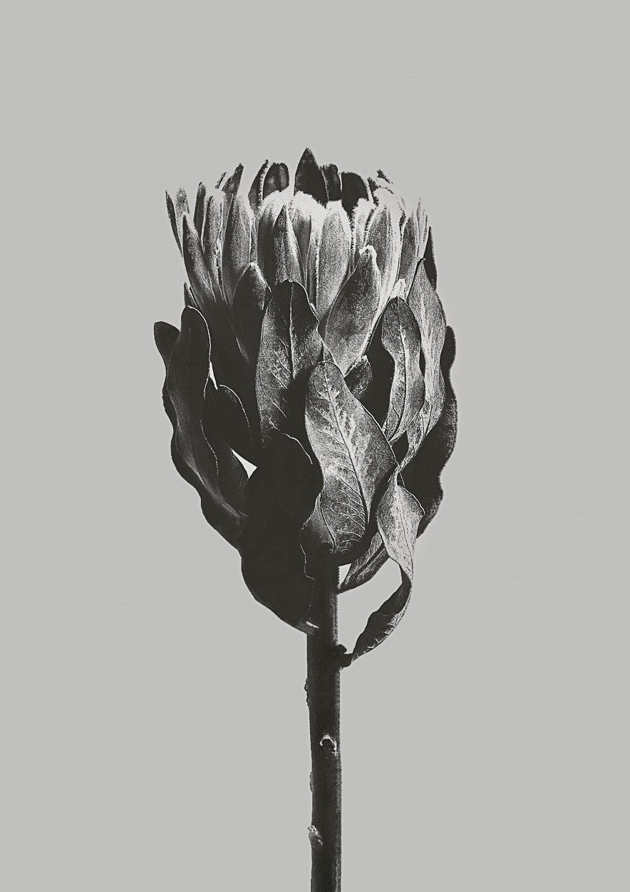 Protea Obtusifolia by Griselda Duch, 2021