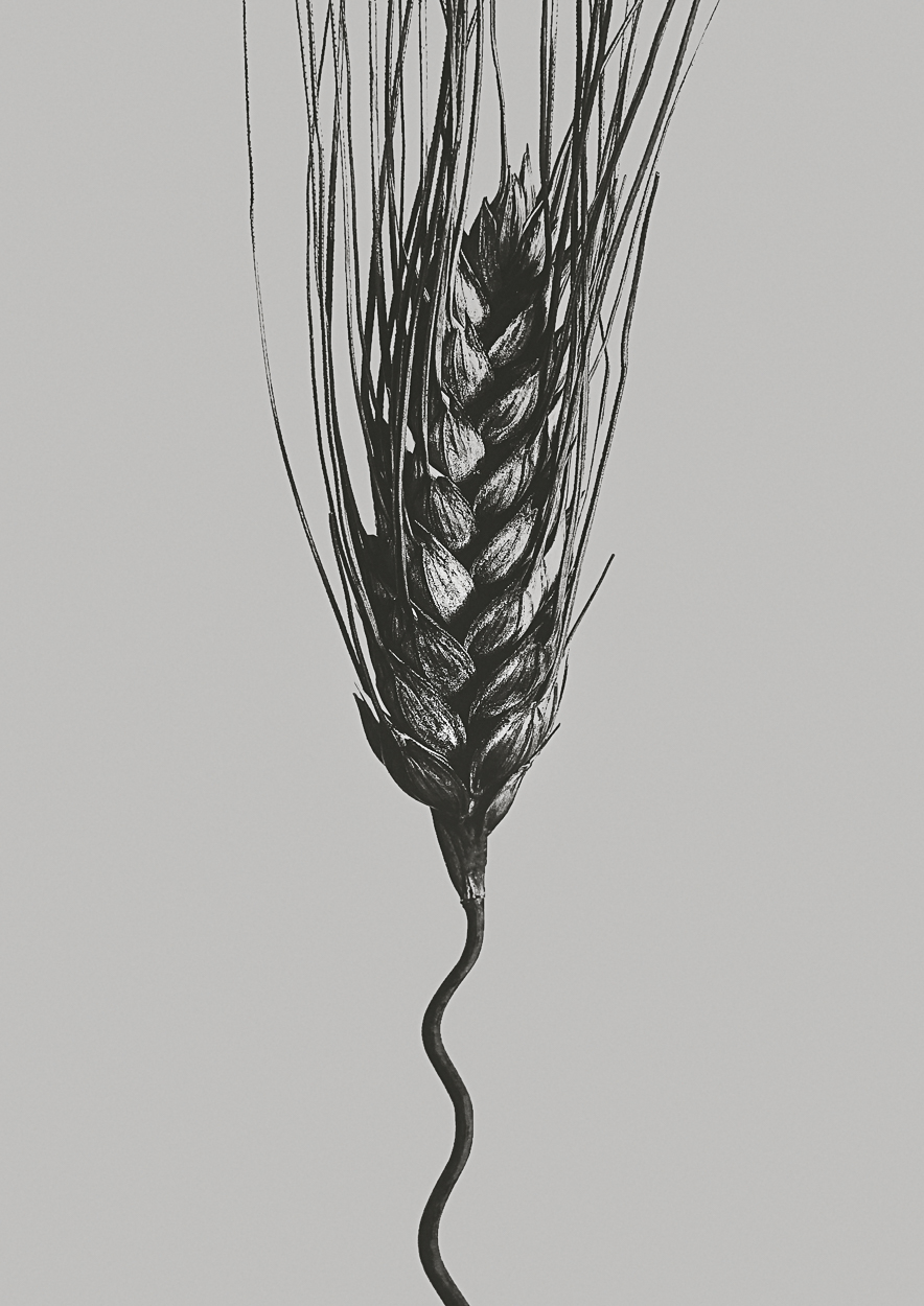 A black and white drawing of a stalk of wheat.