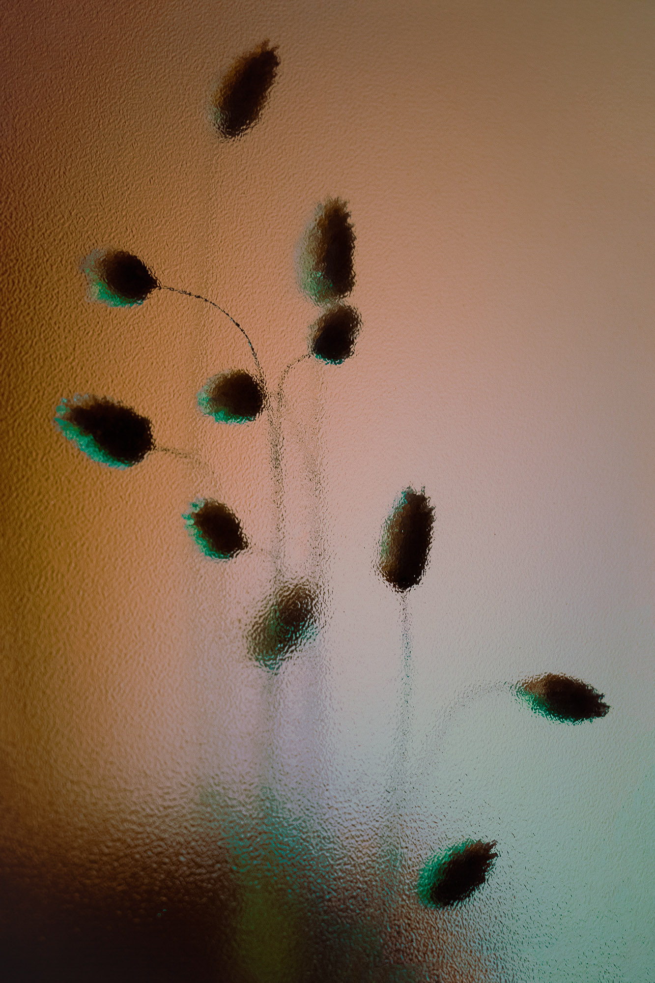 A close up of a frosted glass window with a plant on it.