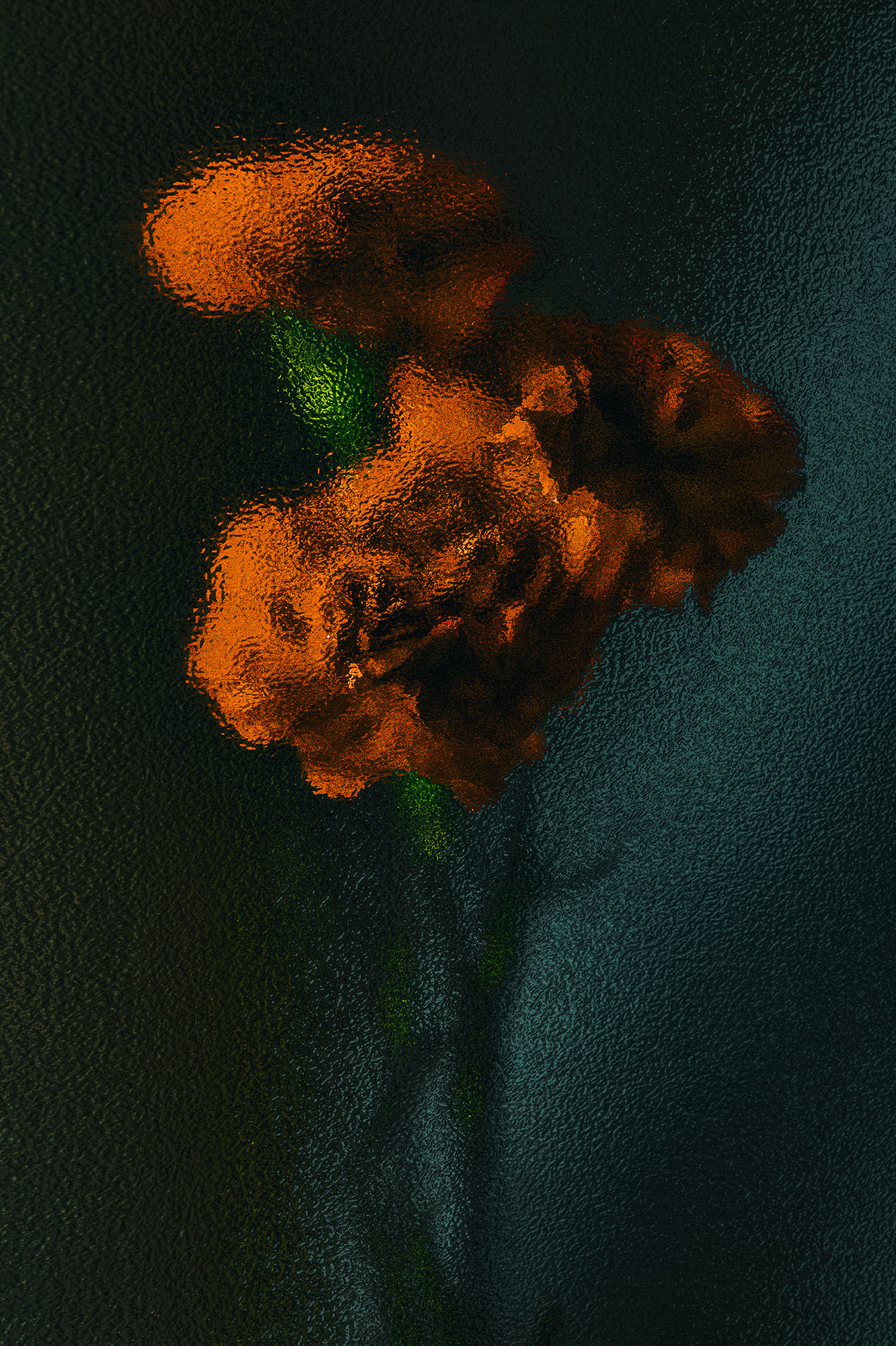 A close up of a flower on a black background.
