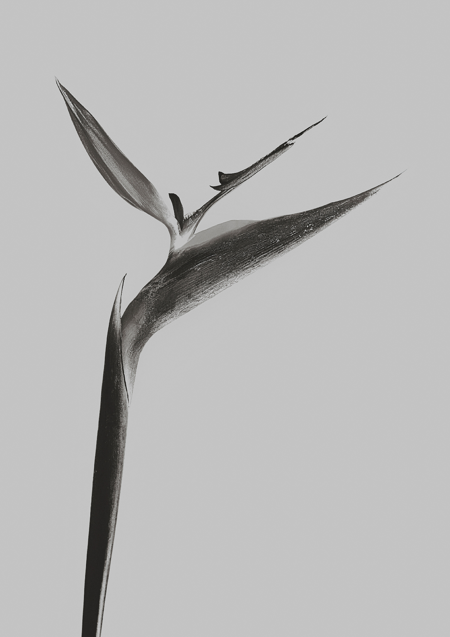 Strelitzia Reginae by Griselda Duch, 2020