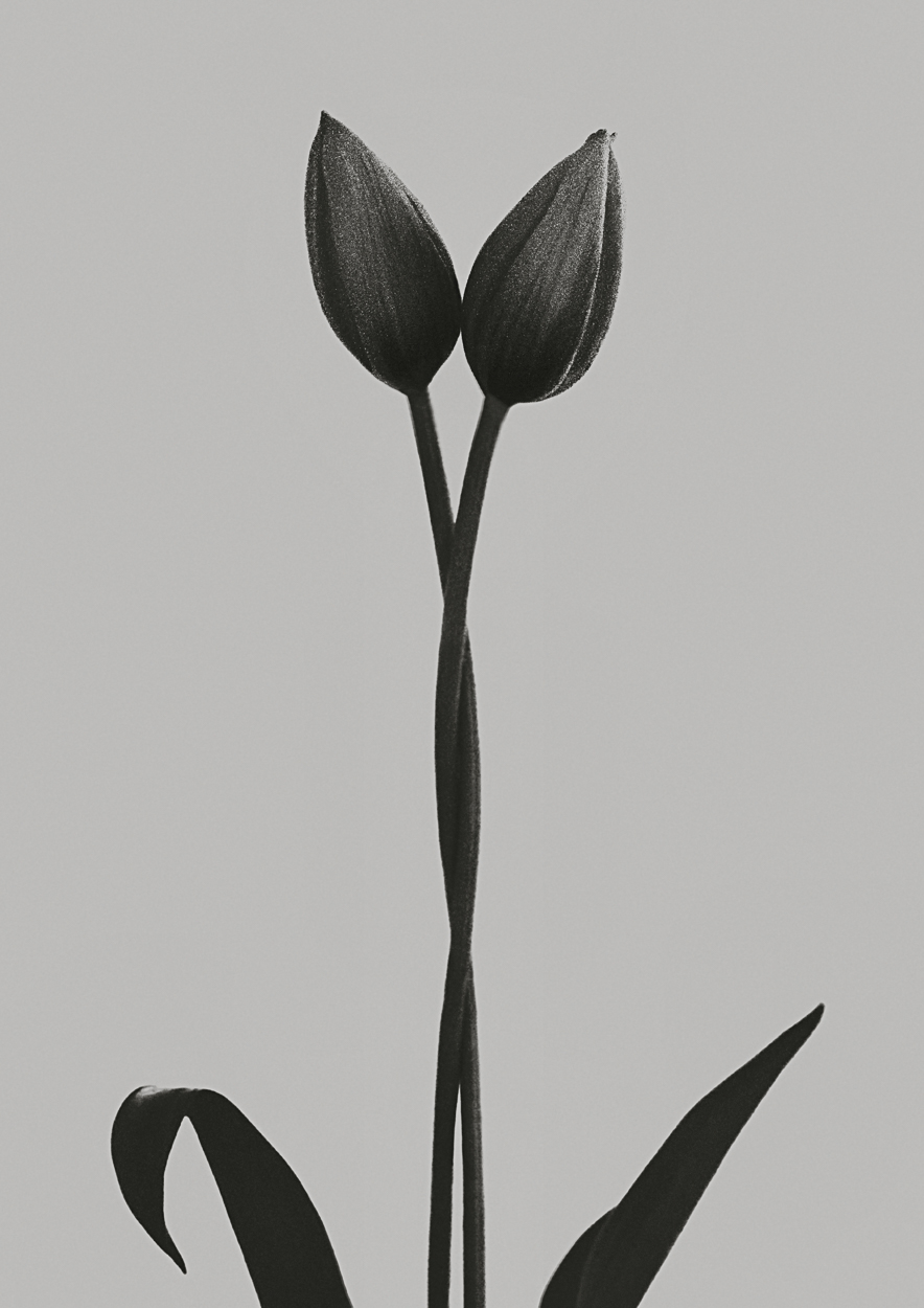 Tulipa by Griselda Duch, 2021