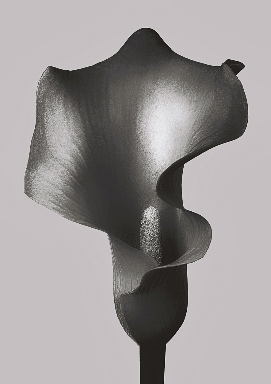 Zantedeschia Rehmannii II by Griselda Duch, 2021